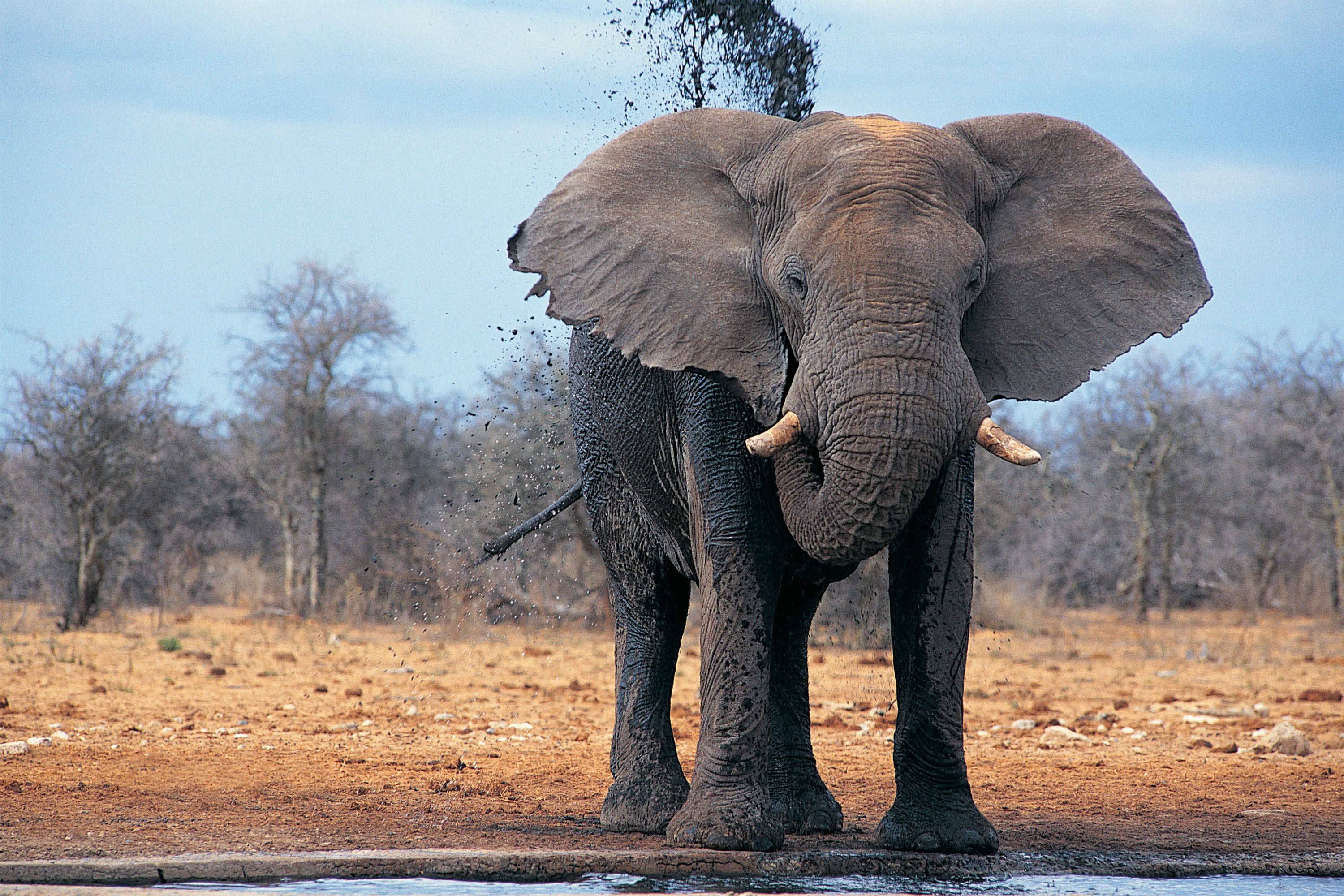Indian Elephant Wallpaper For Computer - HD Wallpaper 