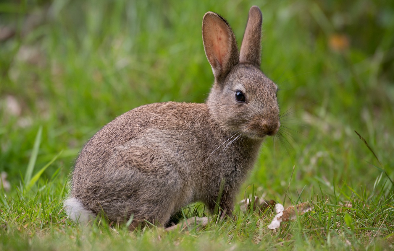Photo Wallpaper Grass, Look, Grey, Glade, Hare, Baby, - Domestic Rabbit - HD Wallpaper 