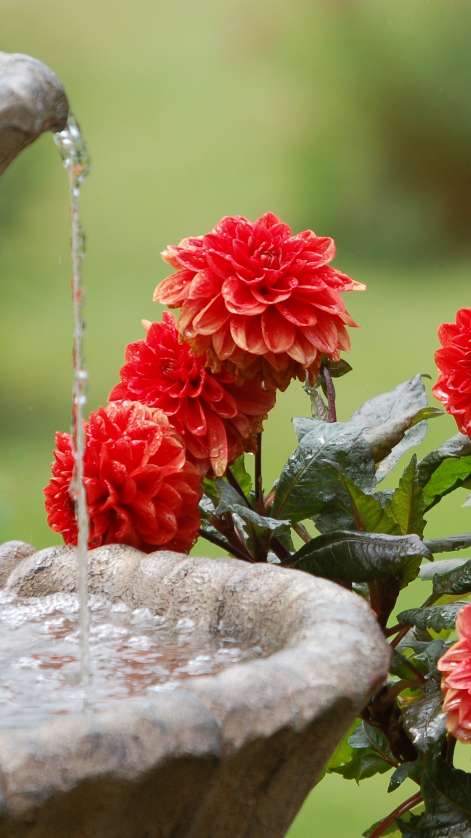 Wallpaper Dahlias, Water, Fountain, Summer, Garden - Water Fountain Wallpaper Iphone - HD Wallpaper 