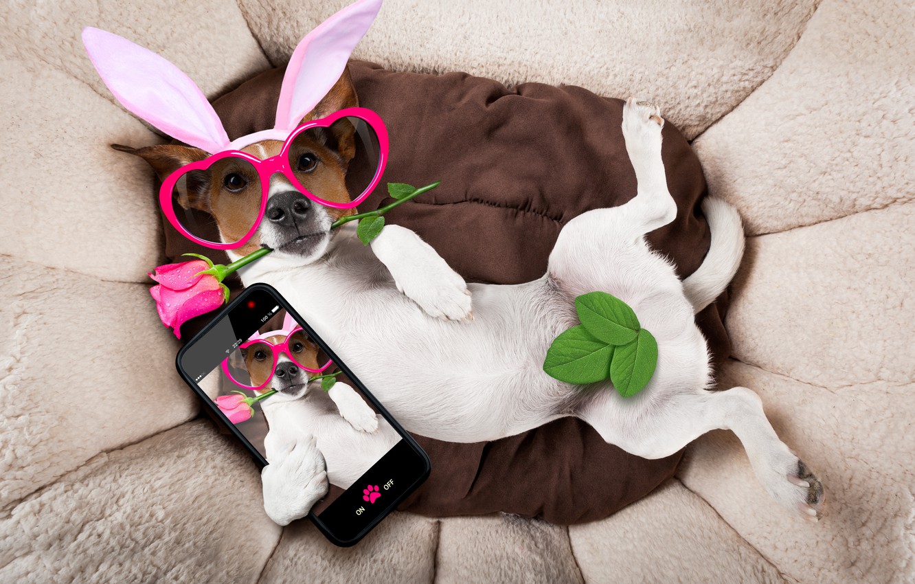 Photo Wallpaper Rose, Dog, Glasses, Hearts, Rose, Ears, - Dog In Bed Sick - HD Wallpaper 