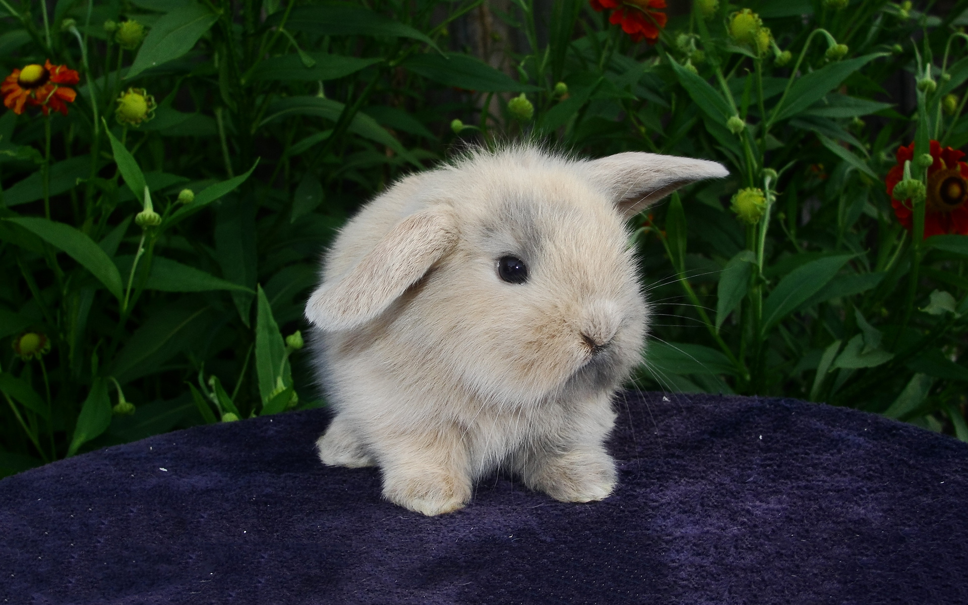 Little Bunny - HD Wallpaper 