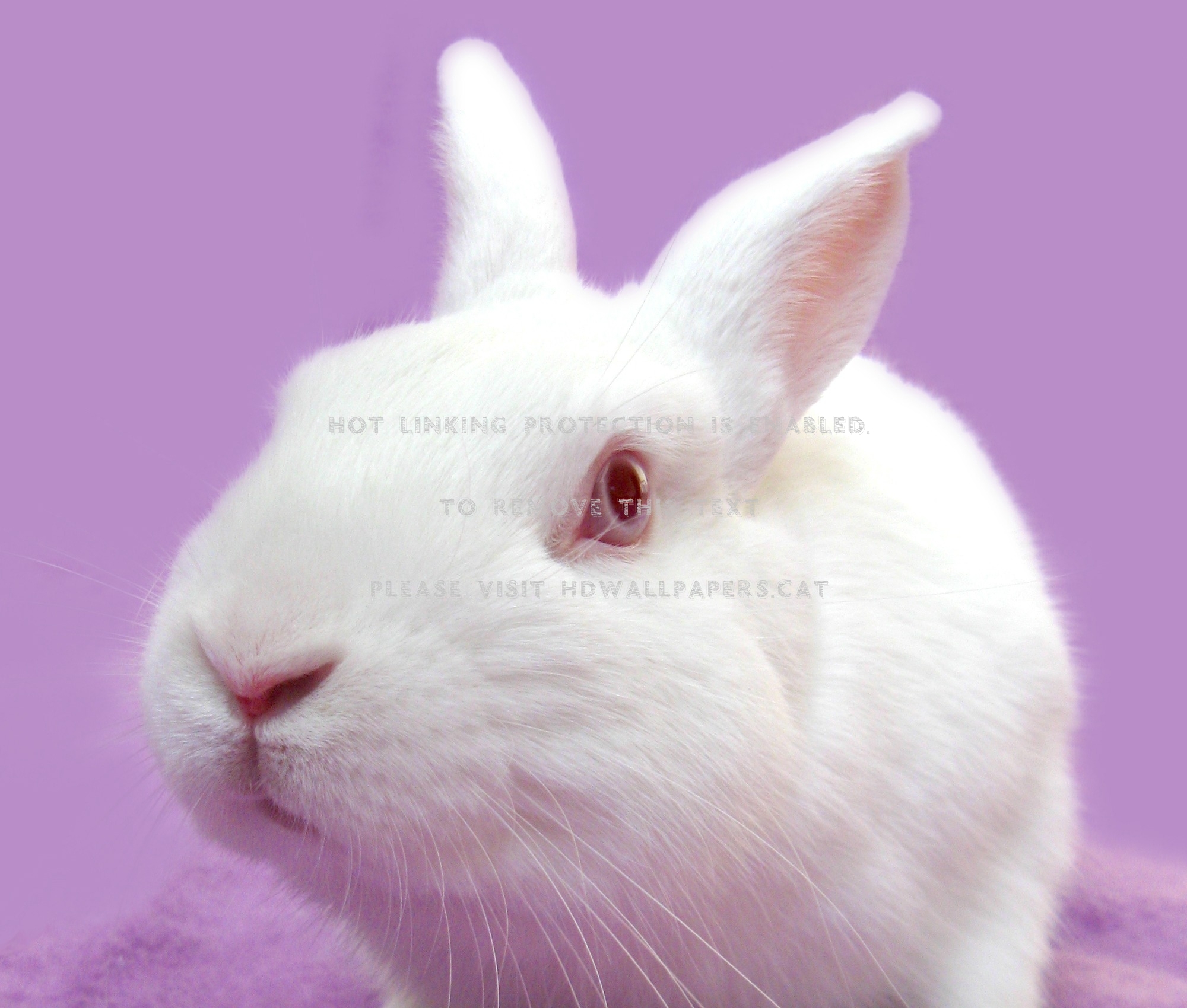 White Bunny Animal Easter Pink Rabbit Red - Cute Rabbit With Red Eyes - HD Wallpaper 