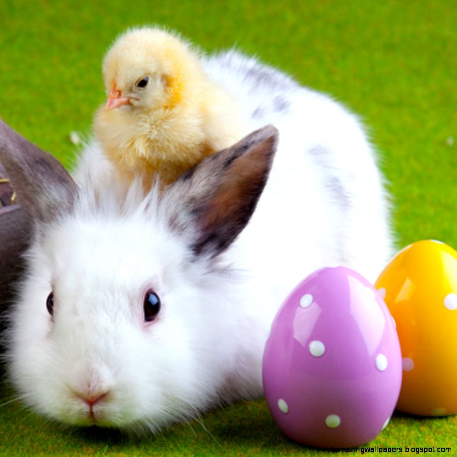Rabbit And Chicken Wallpaper Desktop 10830 Wallpaper - Easter Eggs Bunny And Chicks - HD Wallpaper 