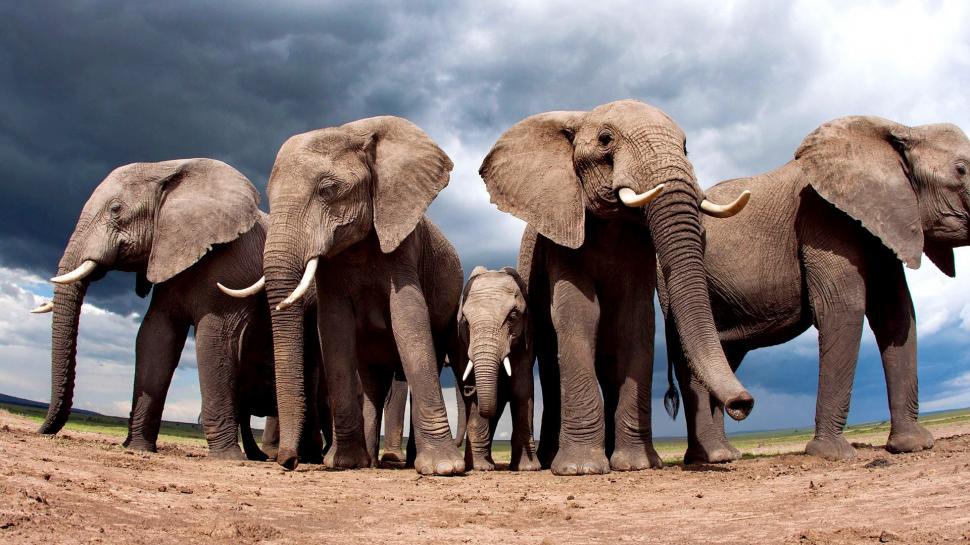 Animals, Nature, Elephants, Landscape, Sand, Clouds, - Heard Of Elephants In Circle - HD Wallpaper 