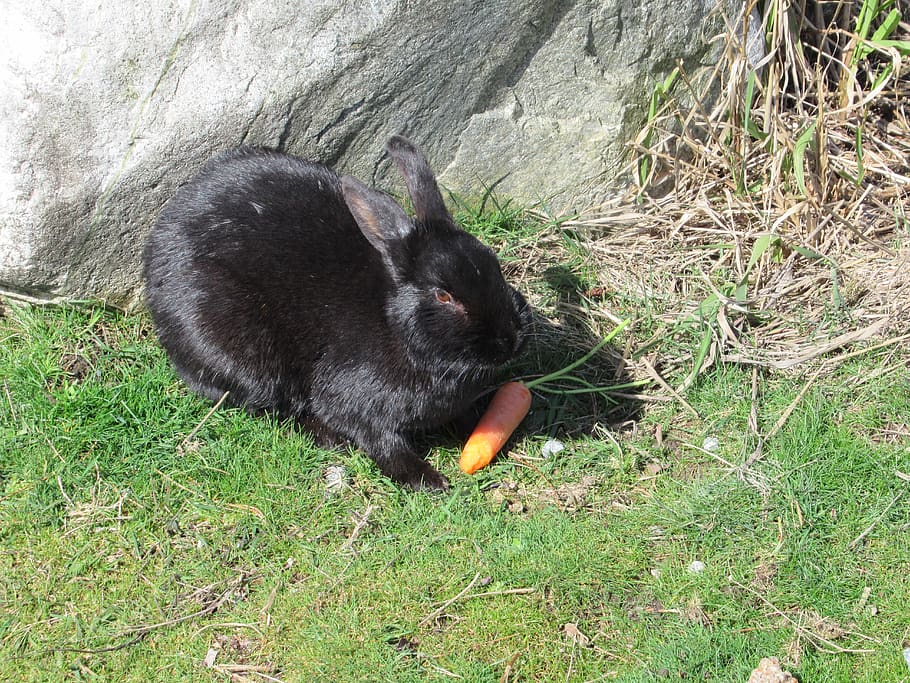 Bunny, Rabbit, Black, Carrot, Jericho Beach, Vancouver, - Domestic Rabbit - HD Wallpaper 