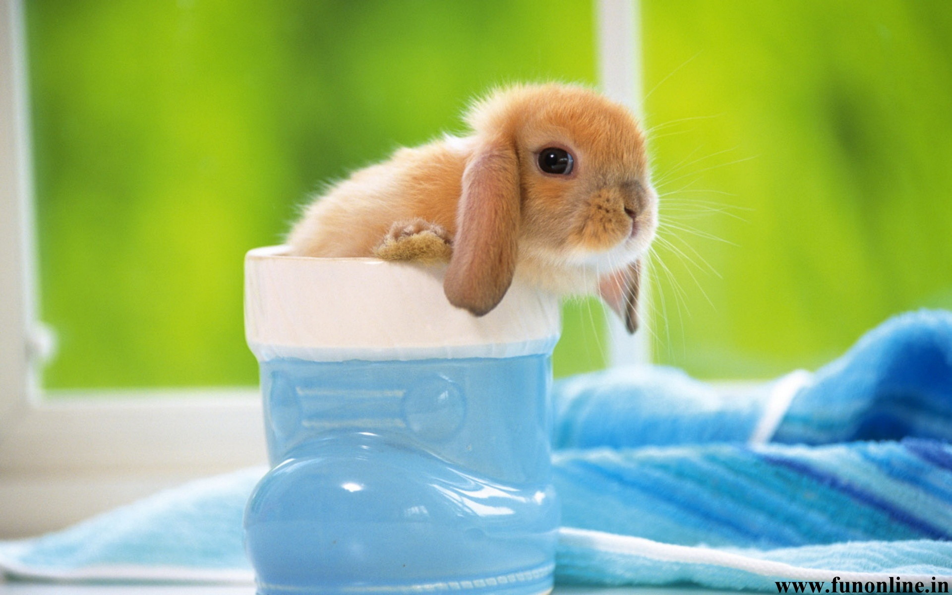 Rabbit Wallpapers, Download Free Cute Baby Rabbits - Baby Bunny Wallpaper Hd - HD Wallpaper 