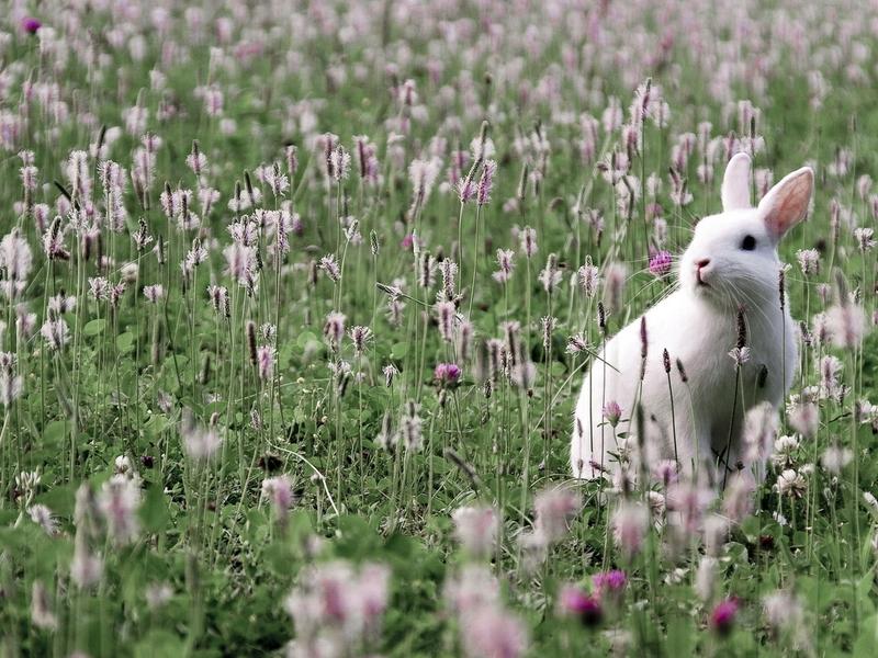 Cute Bunny Cute Bunny Rabbit Flowers With Hd Wallpaper,animals - Cute Bunny In Flowers - HD Wallpaper 