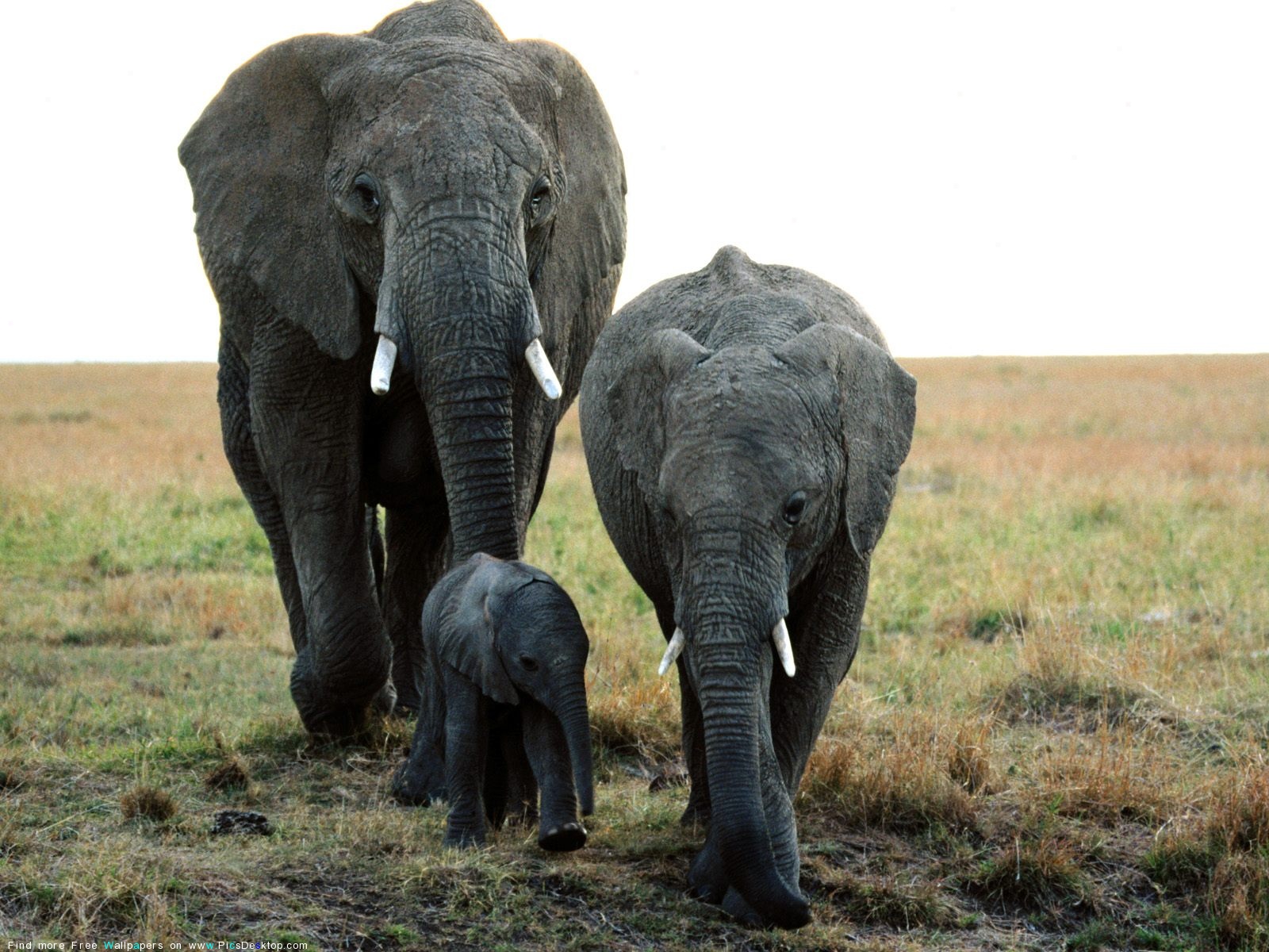 Baby Wild Animals Wallpaper Hd 1080p 12 Hd Wallpapers - Wild Animals Mor Hd Wallpapers 1080p - 1600x1200 Wallpaper Baby Wild Animals Wallpaper Hd 1080p 12 Hd Wallpapers - Wild Animals Mor Hd Wallpapers 1080p - 1600x1200 Wallpaper