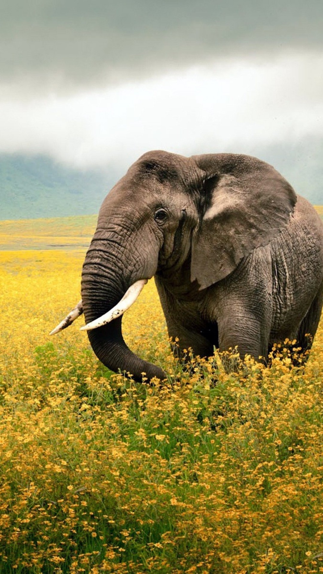 Preview Wallpaper Elephant, Grass, Field, Walk, Sky, - Photographer Of The Year 2010 - HD Wallpaper 