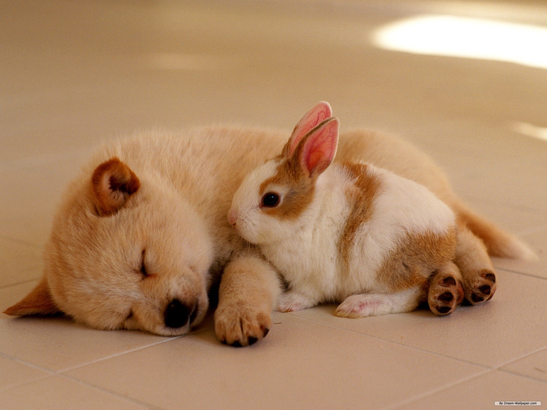 Free Animal Wallpaper - Bunny And Puppy Cuddling - HD Wallpaper 