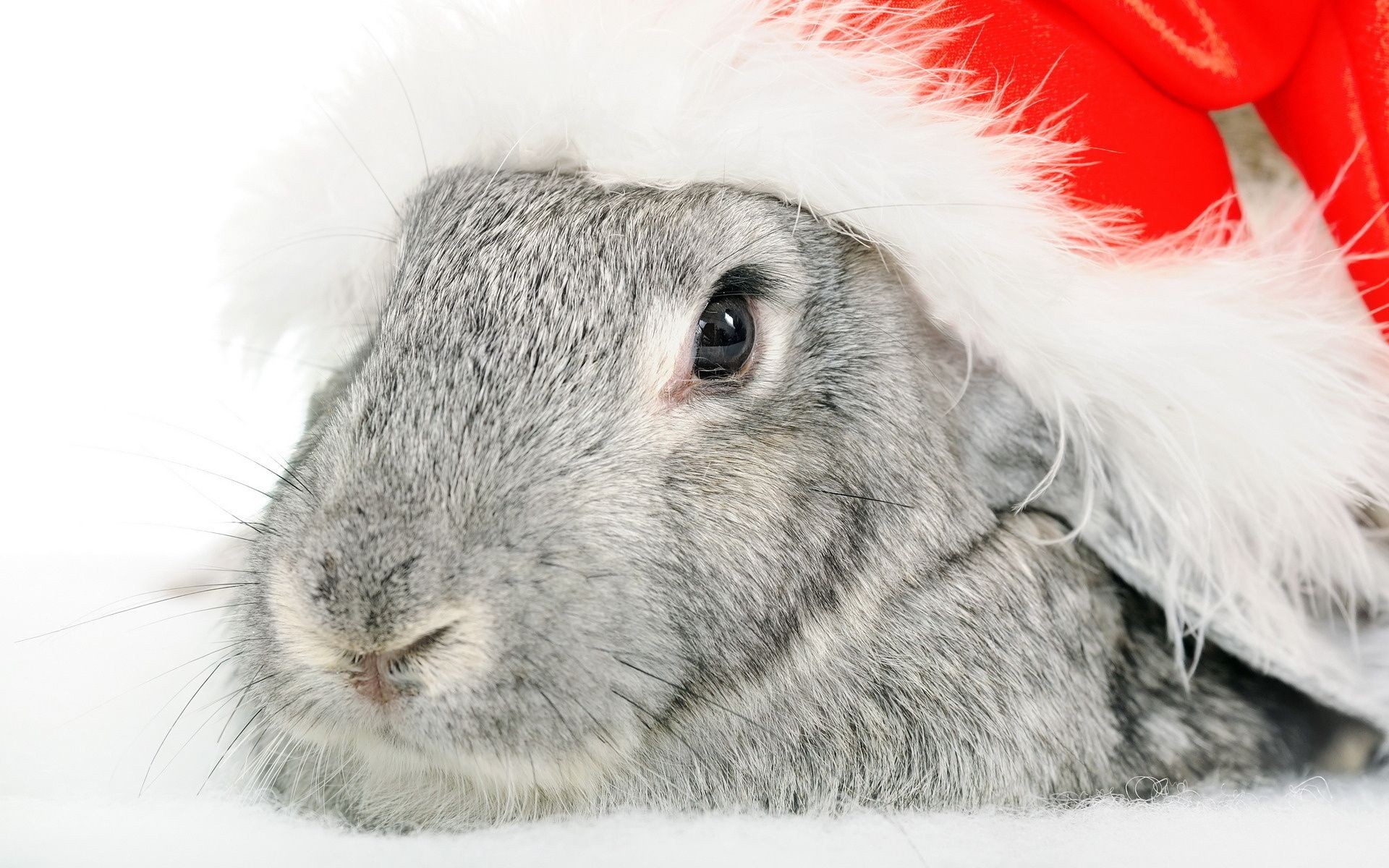 Christmas Rabbit Wallpaper - Happy New Year Bunny - HD Wallpaper 