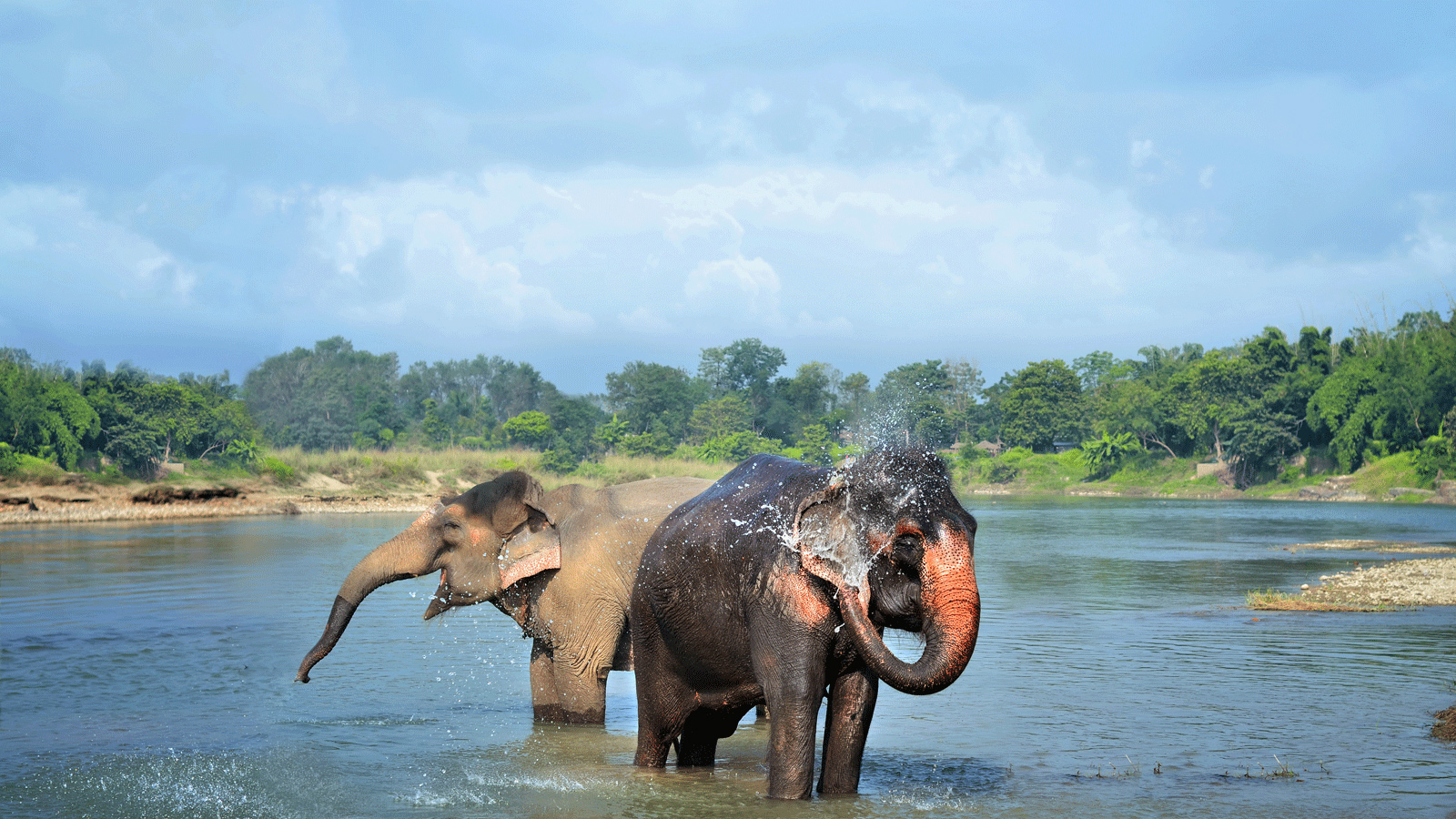 Asian Elephant Animal Pictures - Chitwan National Park - HD Wallpaper 