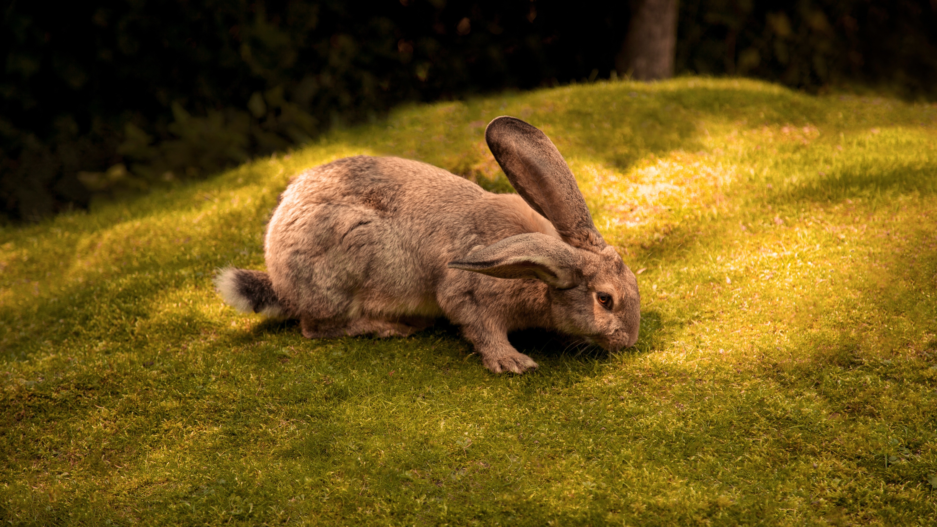 Rabbit 4k - Rabbit - HD Wallpaper 
