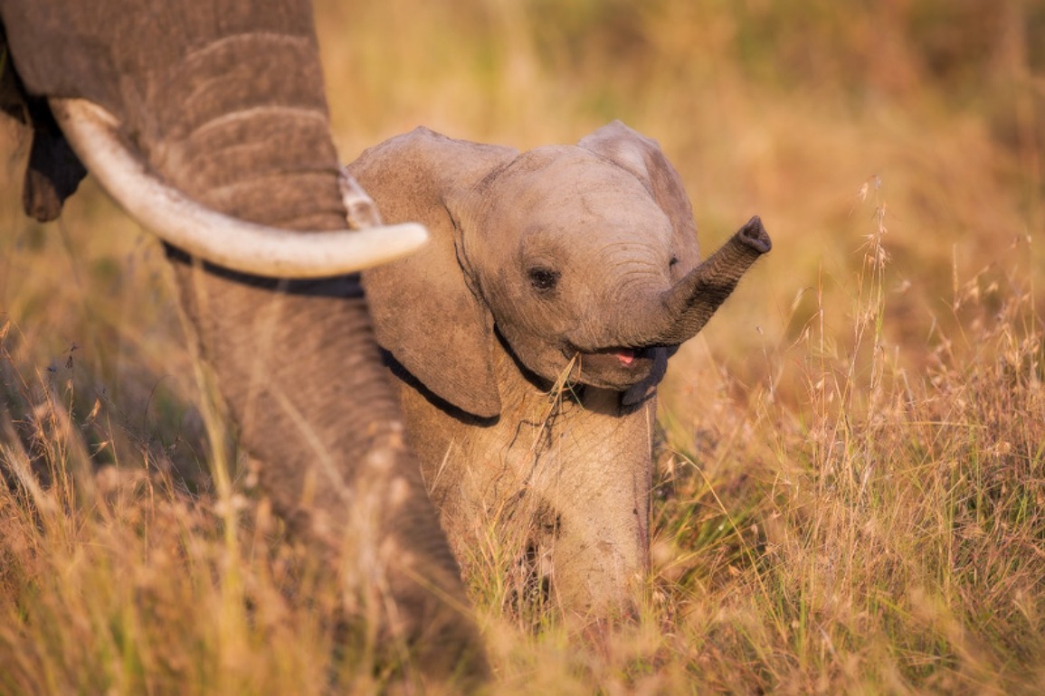 Cute Baby Elephant Wallpaper - Elephant - HD Wallpaper 