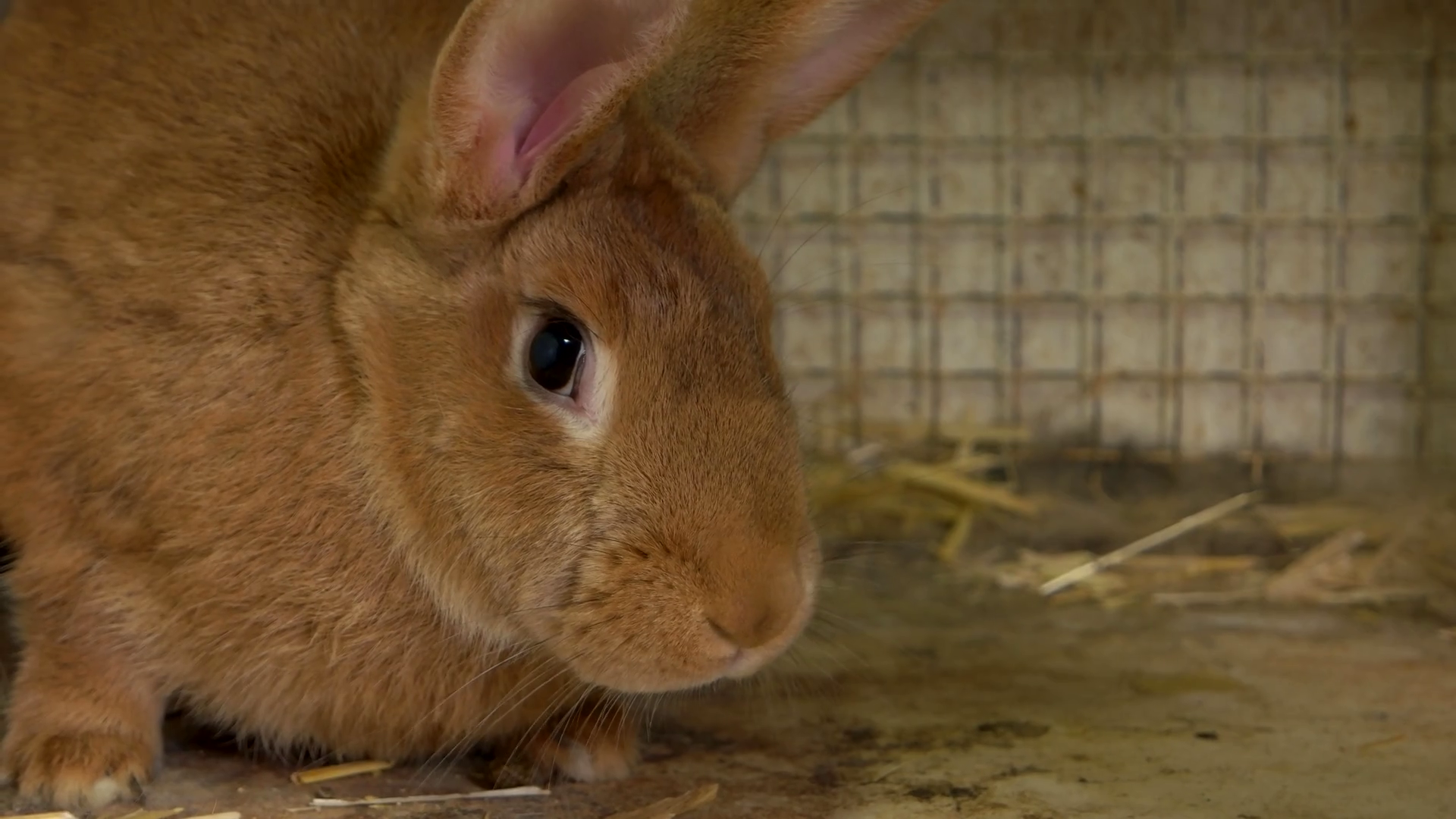 Domestic Rabbit - HD Wallpaper 