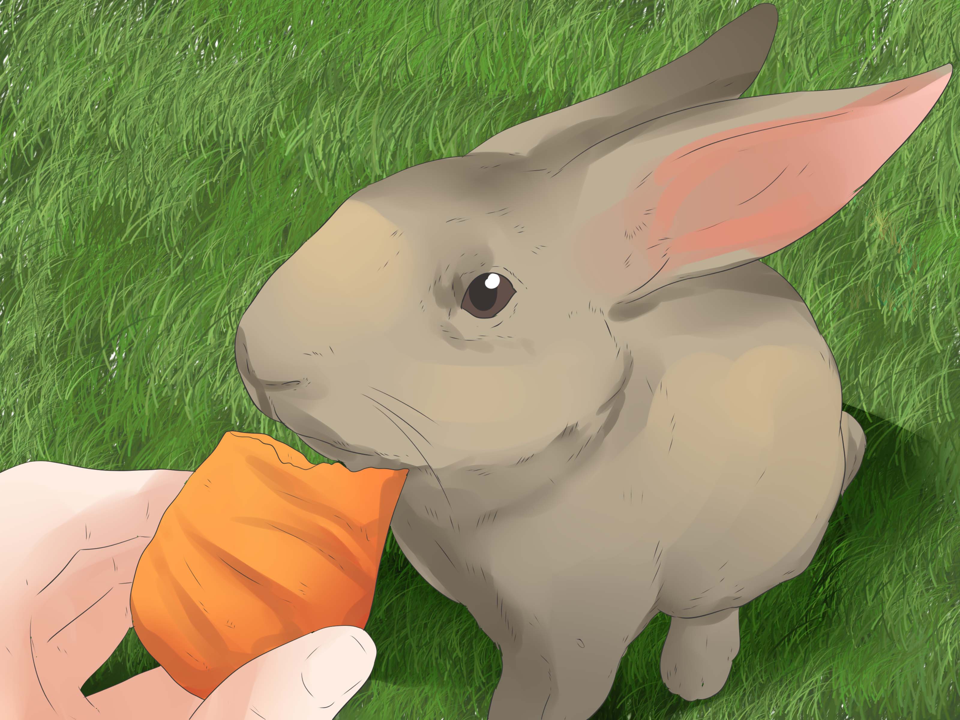 Image Titled Understand Your Rabbit Step - Domestic Rabbit - HD Wallpaper 