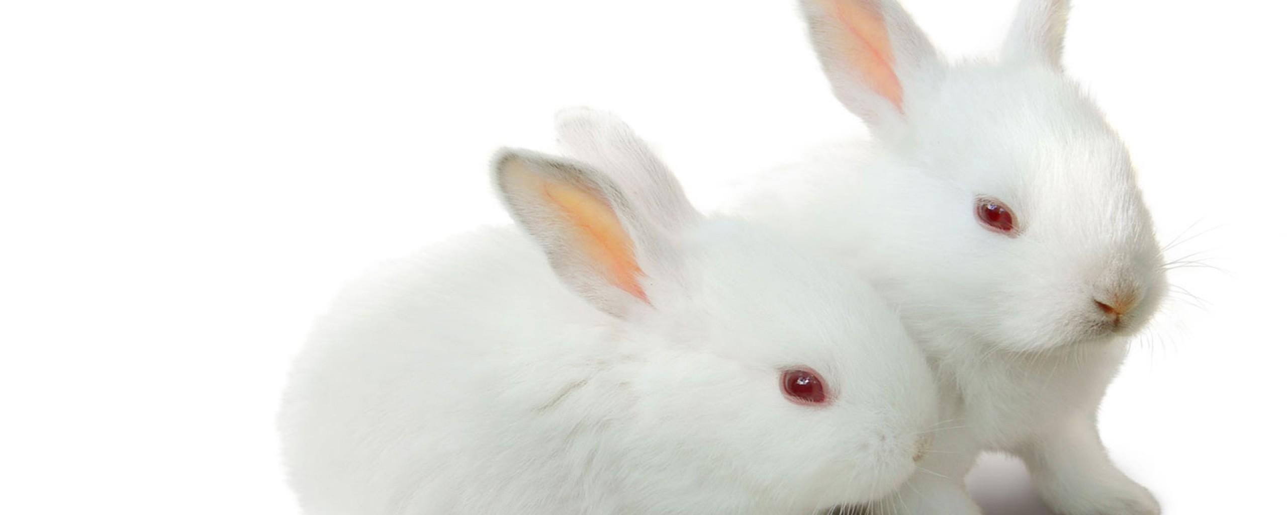 Cute Rabbit Picture Hd 2560x1024 Wallpaper Teahub Io
