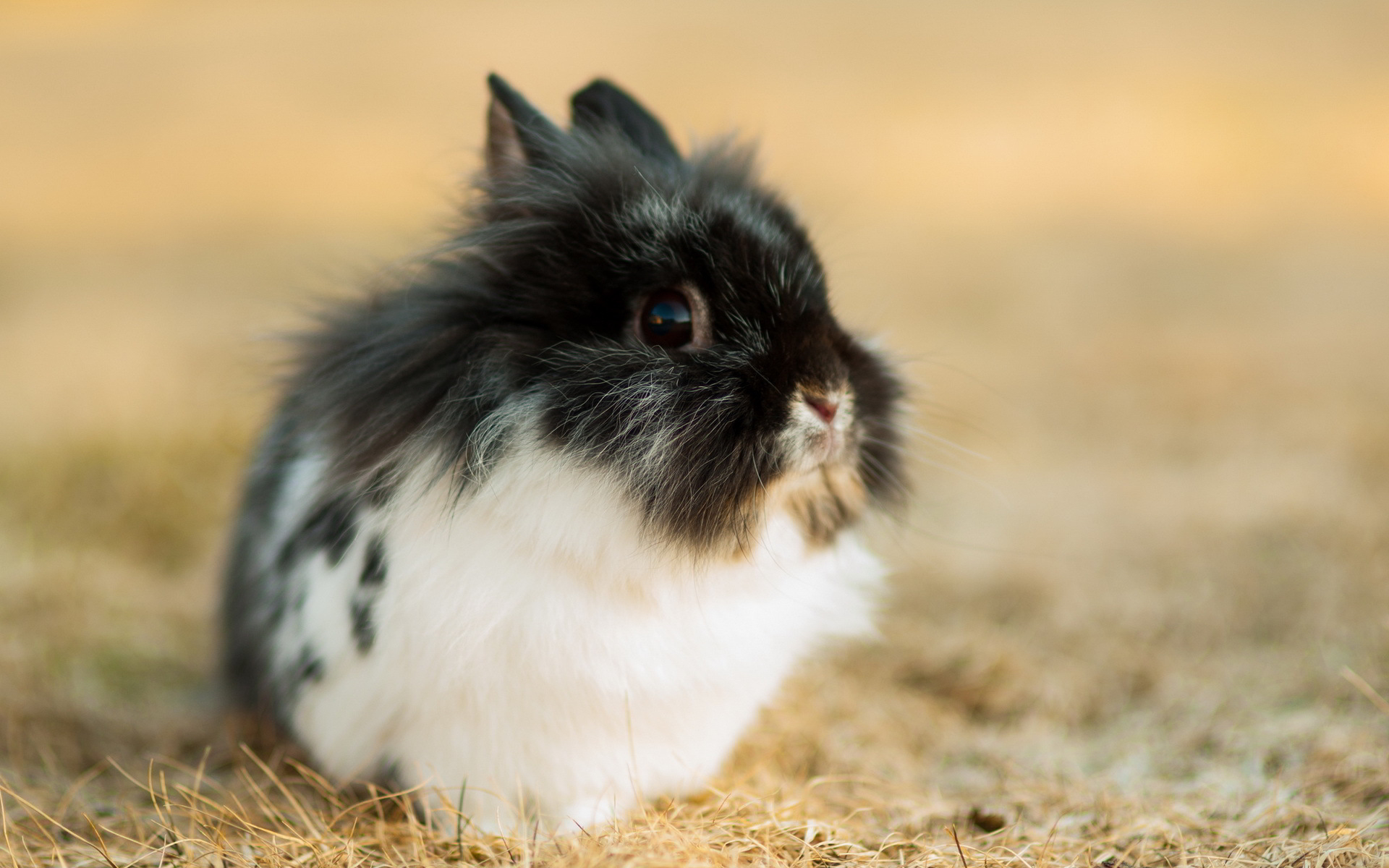 Cute Bunny Hd - HD Wallpaper 