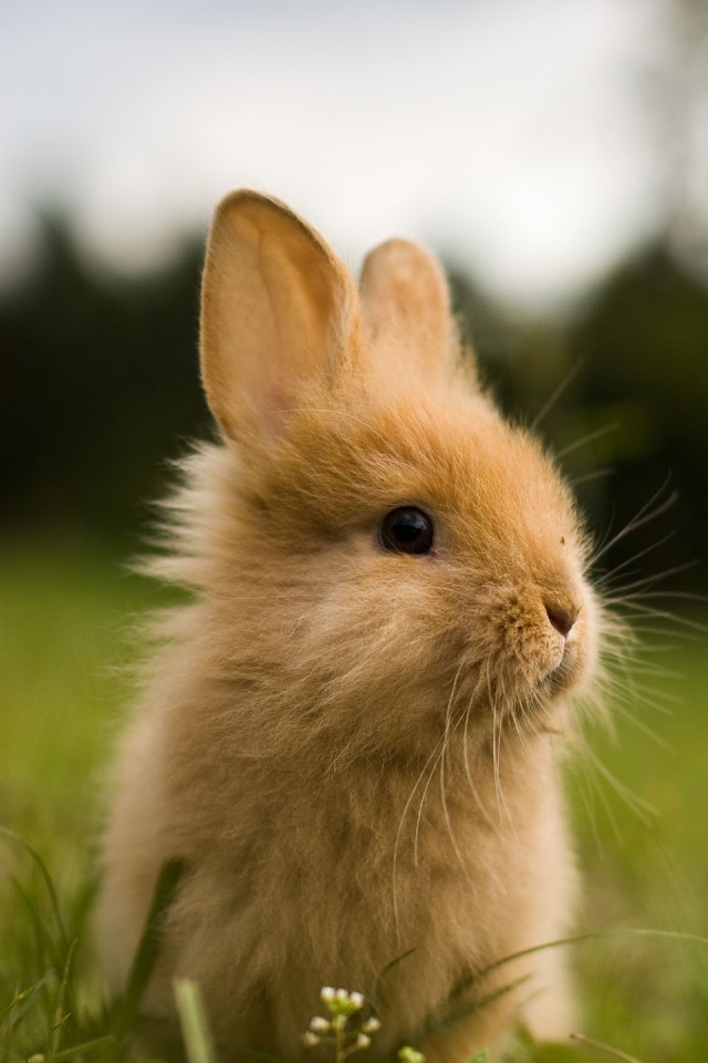 Cute Bunny Wallpaper Iphone - 640x960 Wallpaper Cute Bunny Wallpaper Iphone - 640x960 Wallpaper
