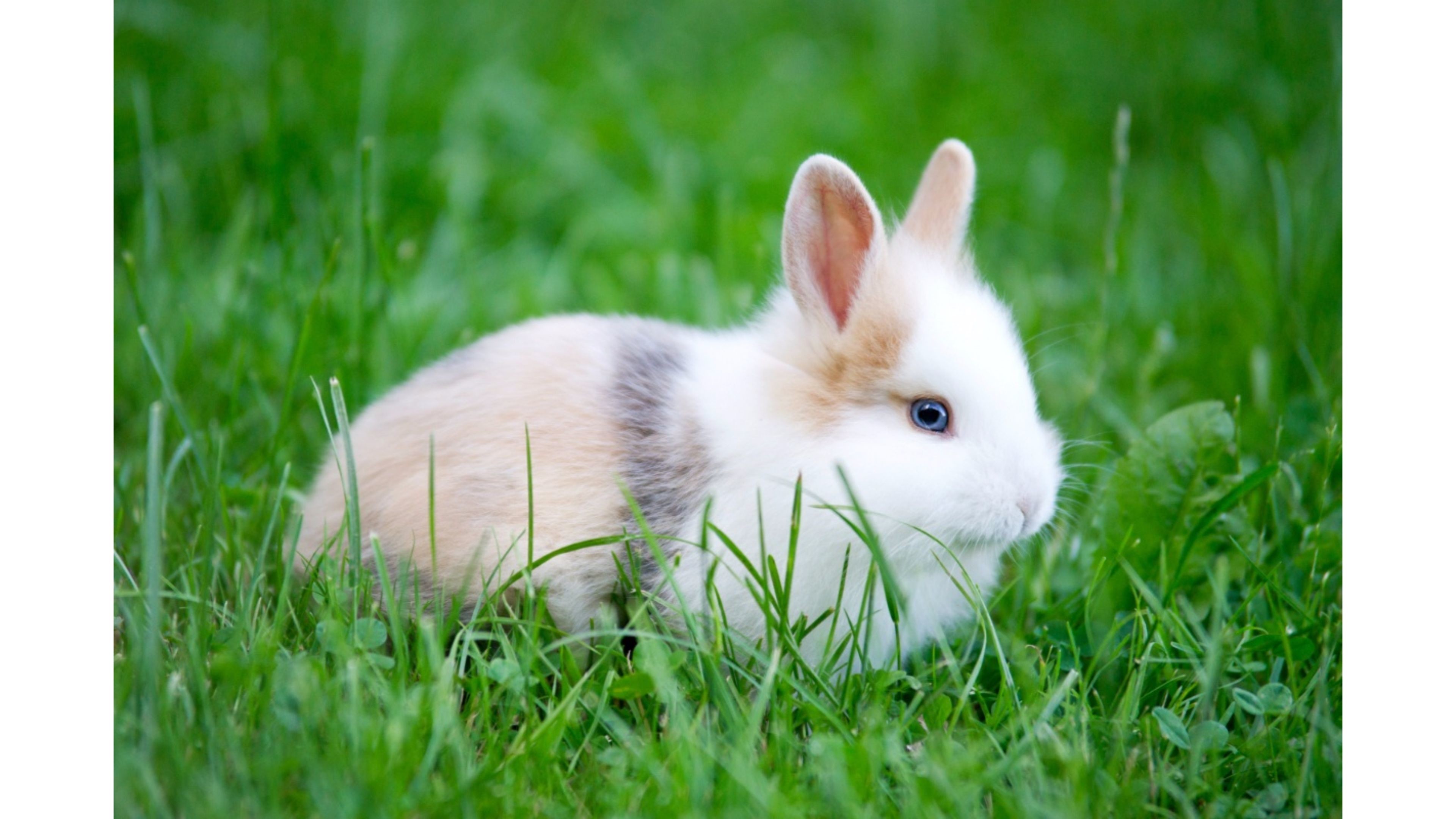 Cute Rabbit 4k Wallpaper 
 Data Src Wallpapers Of Rabbits - Rabbit Hd Wallpapers 1080p - HD Wallpaper 