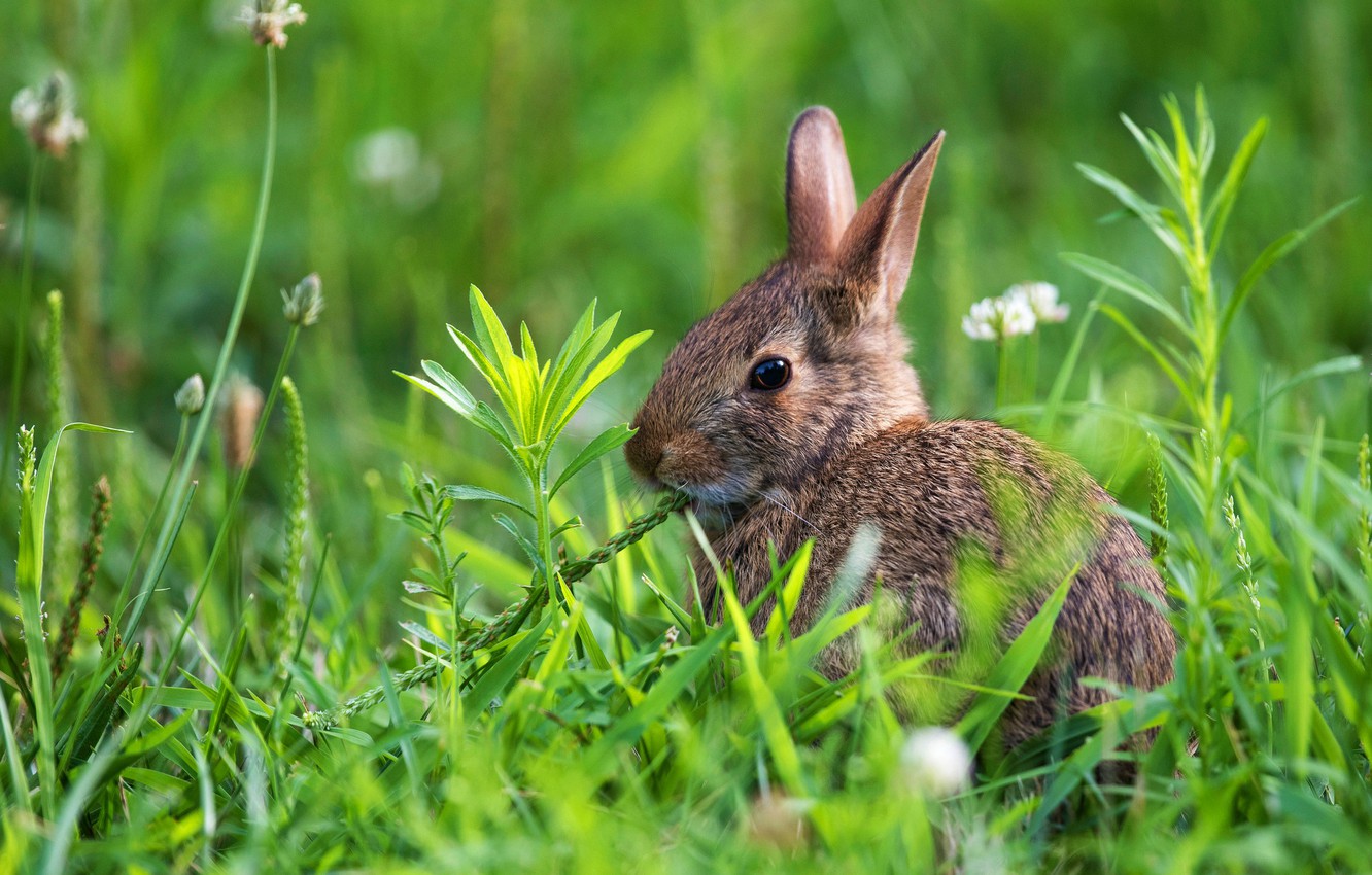 Photo Wallpaper Greens, Summer, Grass, Nature, Grey, - Domestic Rabbit - HD Wallpaper 