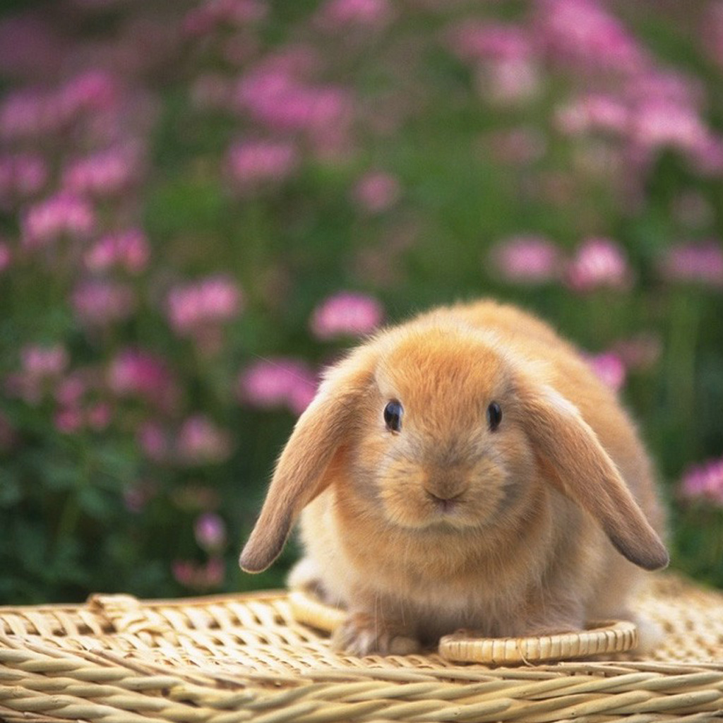 Cute Bunnies Wallpaper 1024x1024, - Bunny Wallpaper For Ipad - HD Wallpaper 