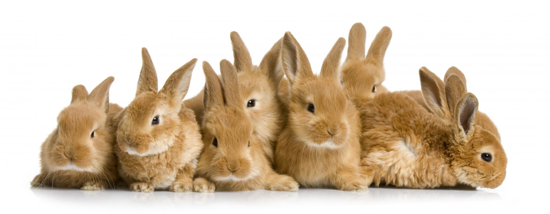 Best Rabbit & Bunny Background Id - Mammals Rabbits - HD Wallpaper 