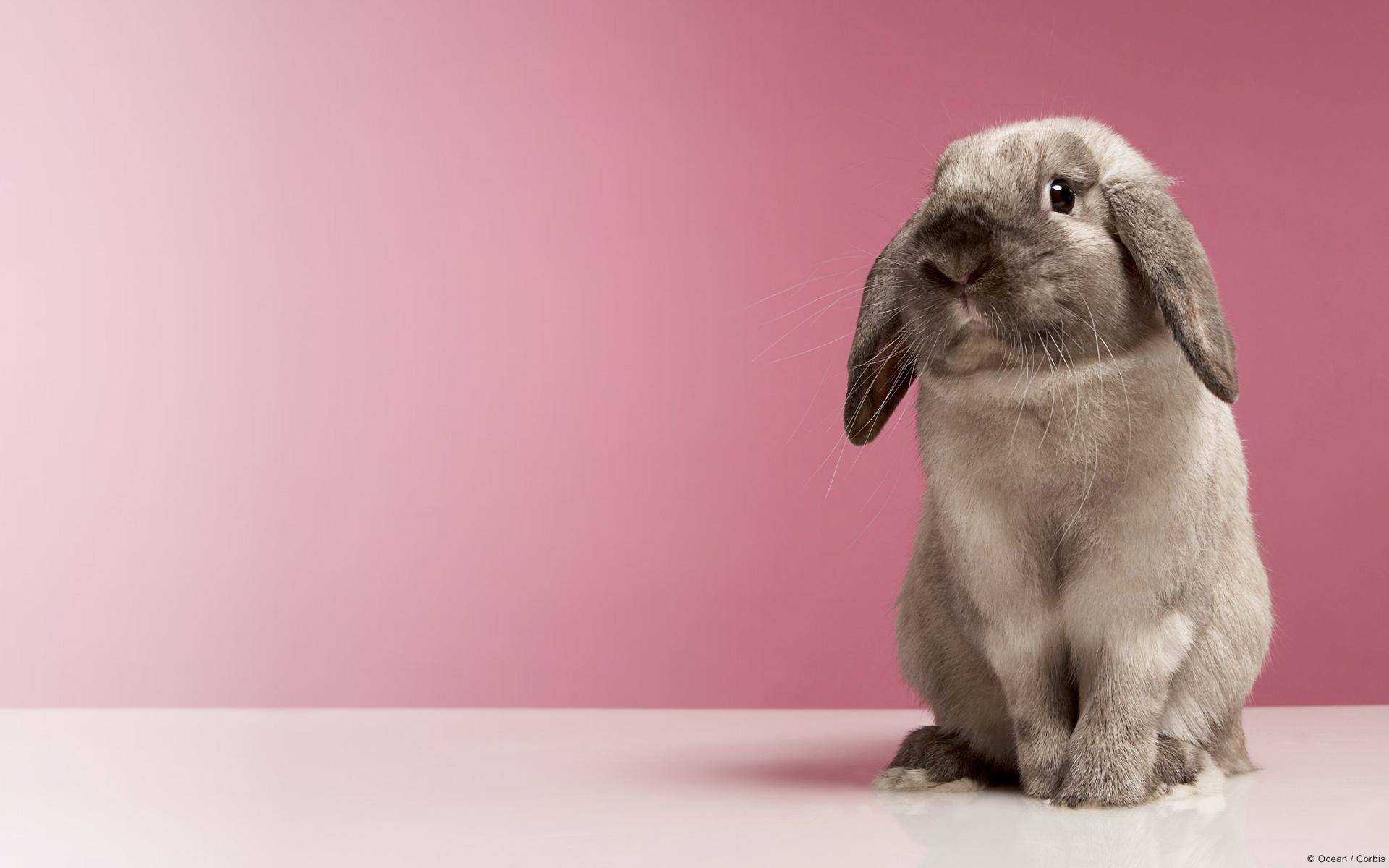 Very Cute Rabbit - Funny Rabbits - 1920x1200 Wallpaper - teahub.io