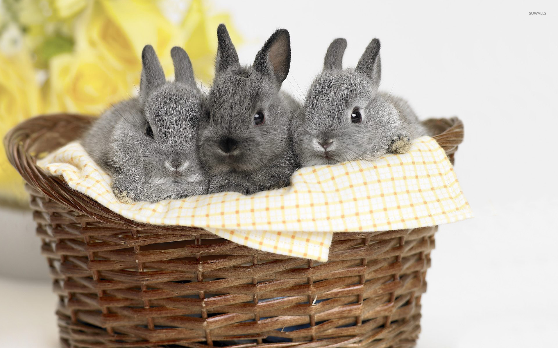 Cute Bunnies Wallpaper Laptop - HD Wallpaper 
