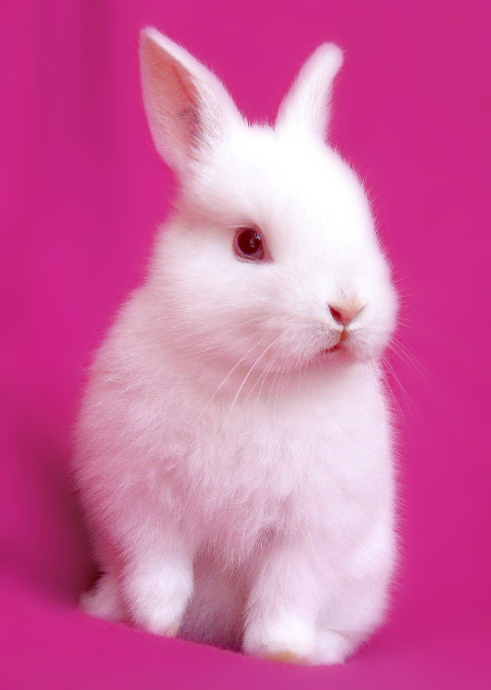 Baby Bunny Wallpaper Cute Bunnies Wallpaper Hd Bunny - Pink Rabbit - HD Wallpaper 