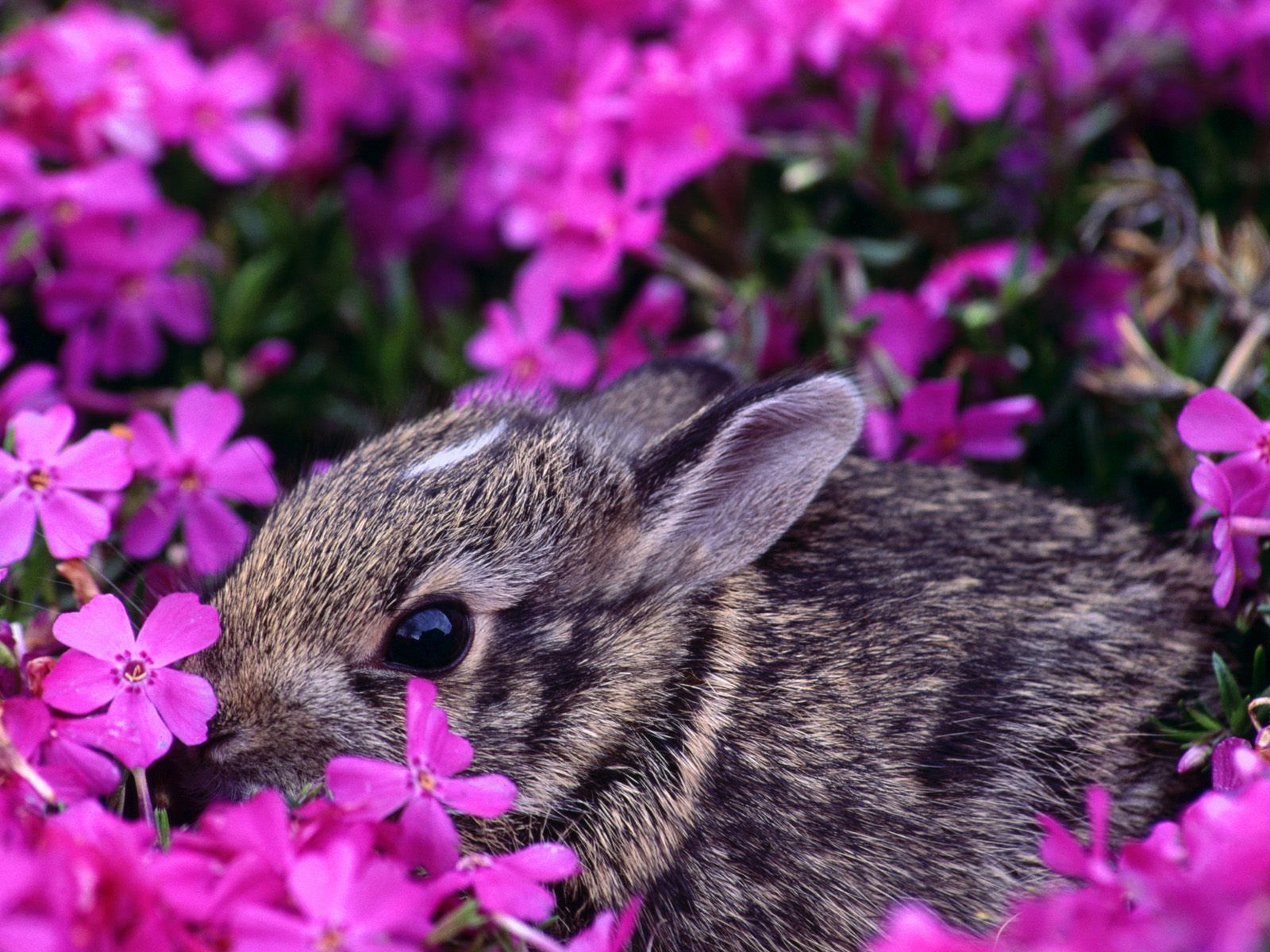 Baby Eastern Cottontail Rabbit Indiana - Cute Eastern Cottontail Rabbit - HD Wallpaper 