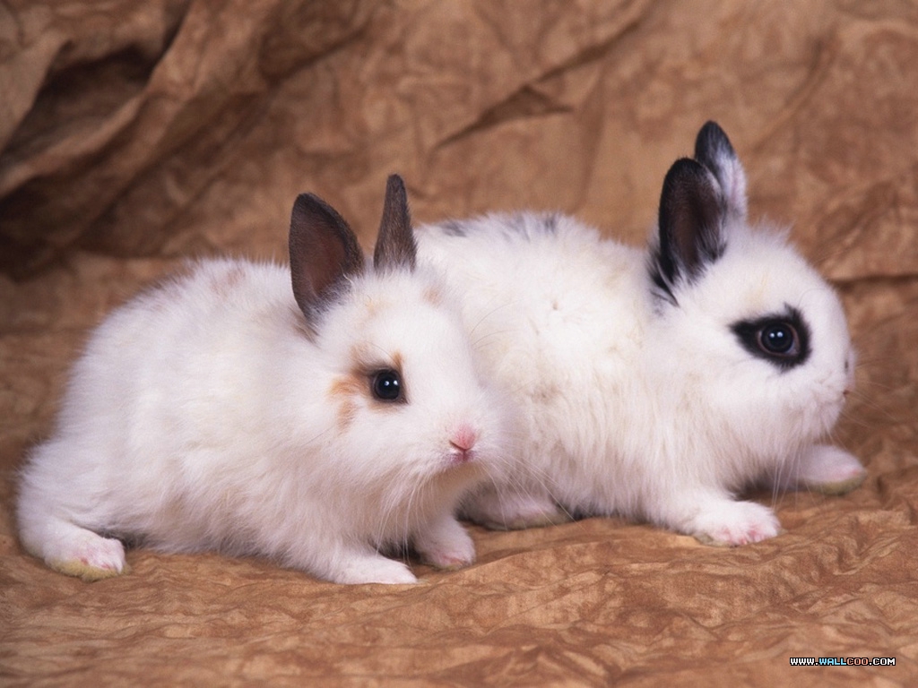 Loveable Little Creatures - Rabbit Photography - HD Wallpaper 