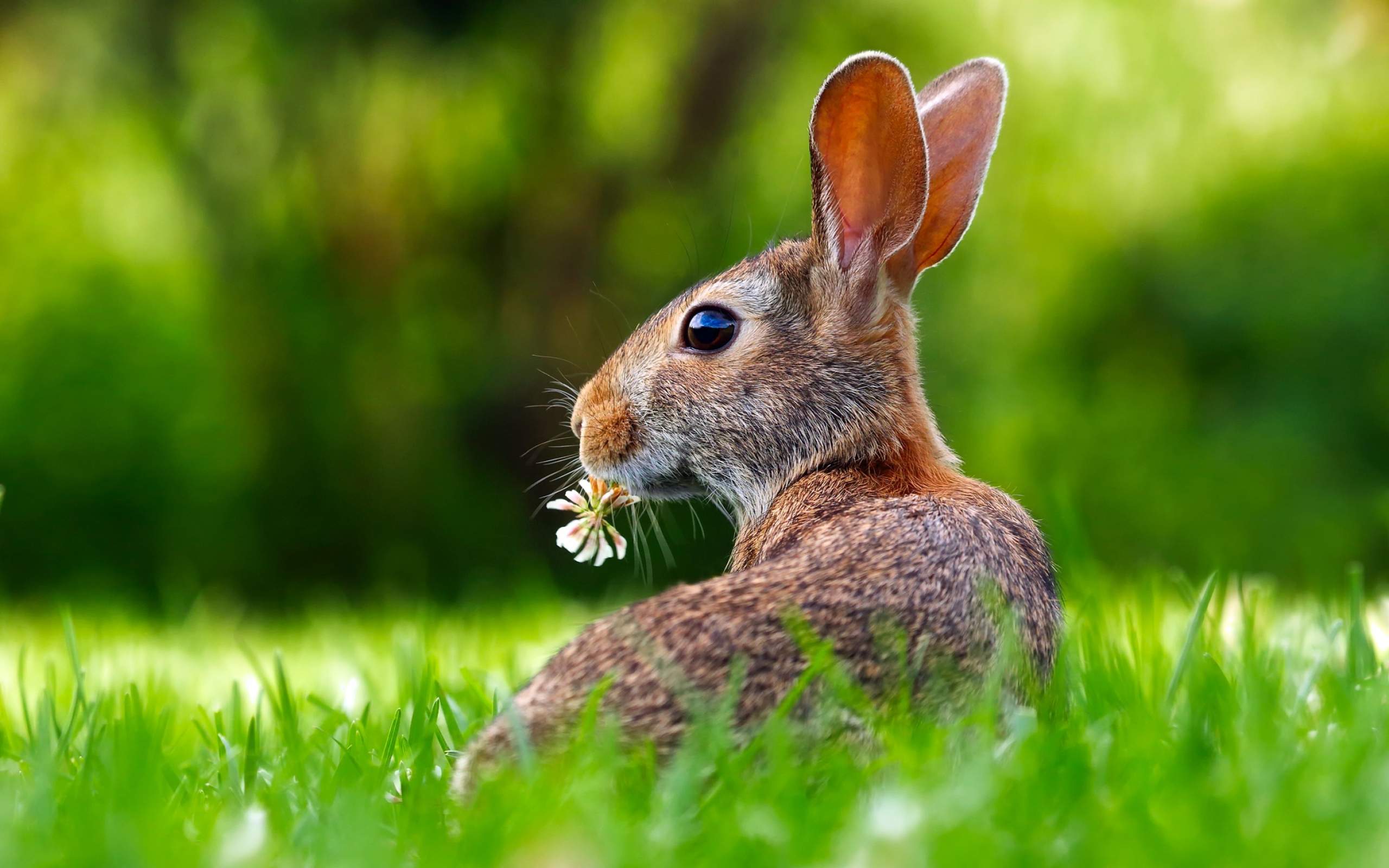Cute Hare - HD Wallpaper 