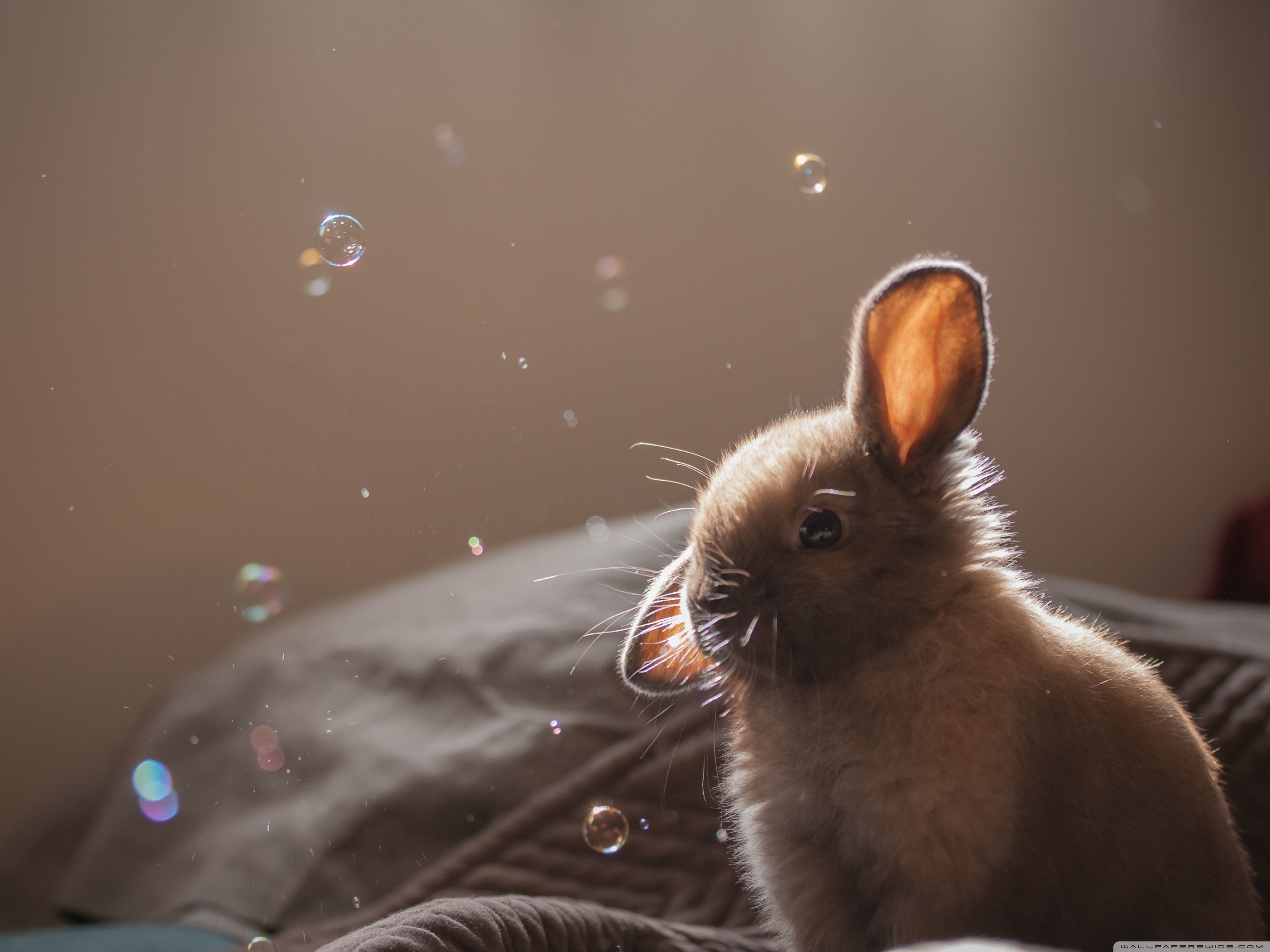 Rabbit Hd Wallpaper Laptop - HD Wallpaper 