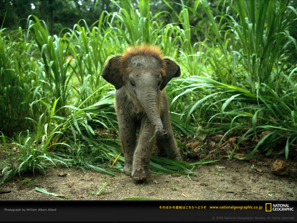 Elephant National Geographic Photography - HD Wallpaper 