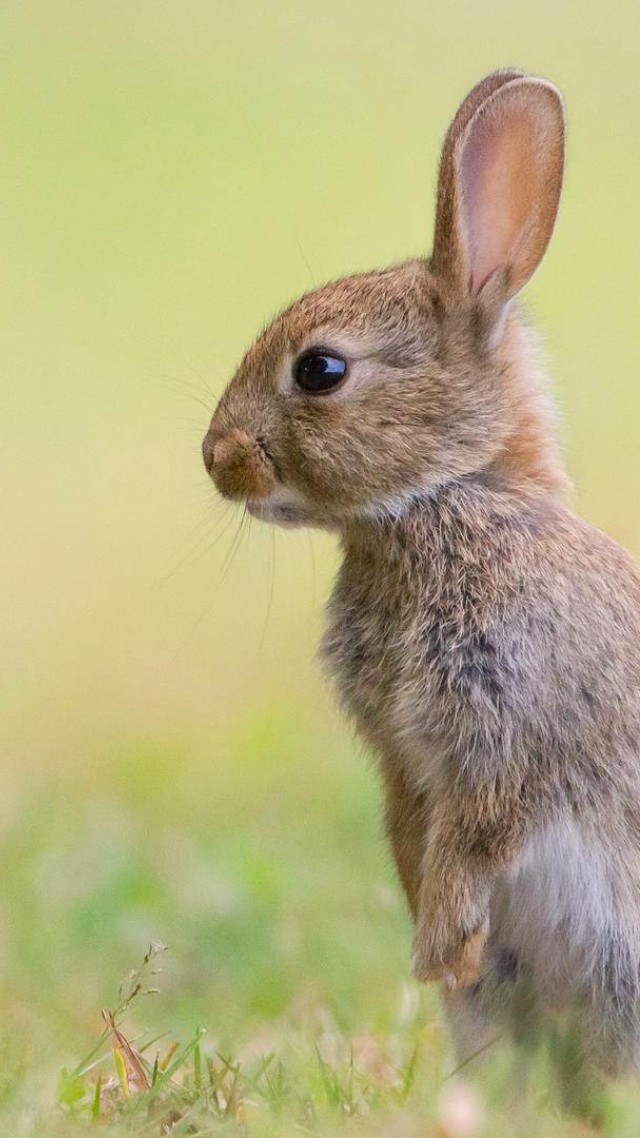 Rabbit, Cute Animals, Butterfly, 4k - Butterfly And Rabbit - HD Wallpaper 