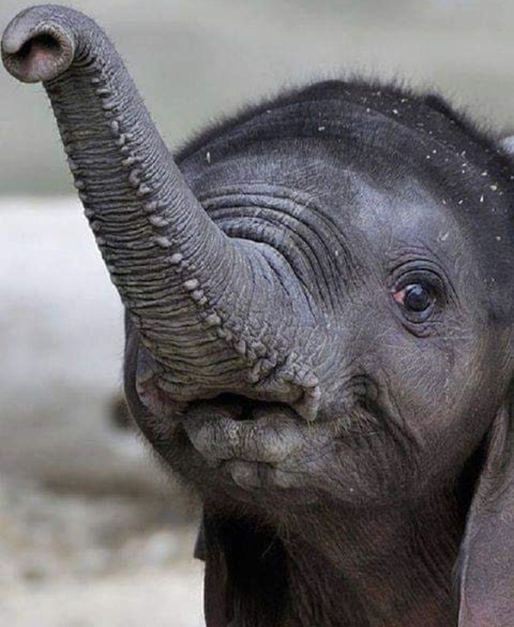 Elefant, Animal And Wild - Elefante Segurando O Mundo Dos Bichinhos - HD Wallpaper 