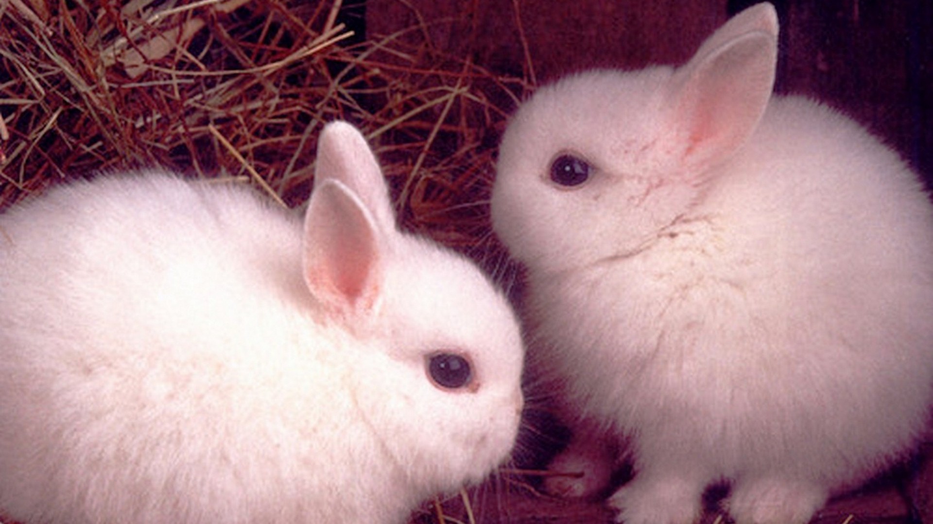 Cute Pets Images Hd - HD Wallpaper 