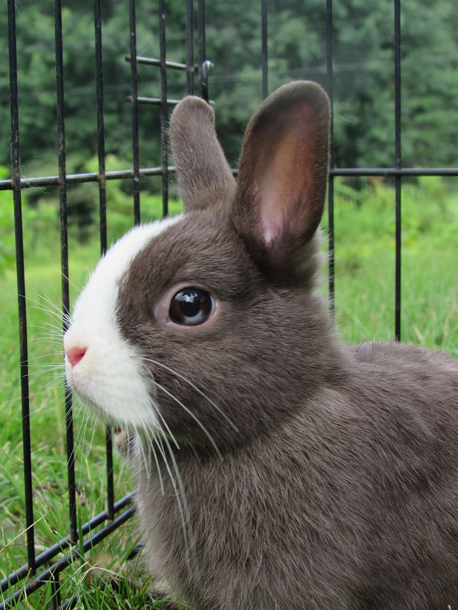 Shallow Focus Photography Of Gray Rabbit Inside Cage, - Netherland Dwarf Bunny - HD Wallpaper 