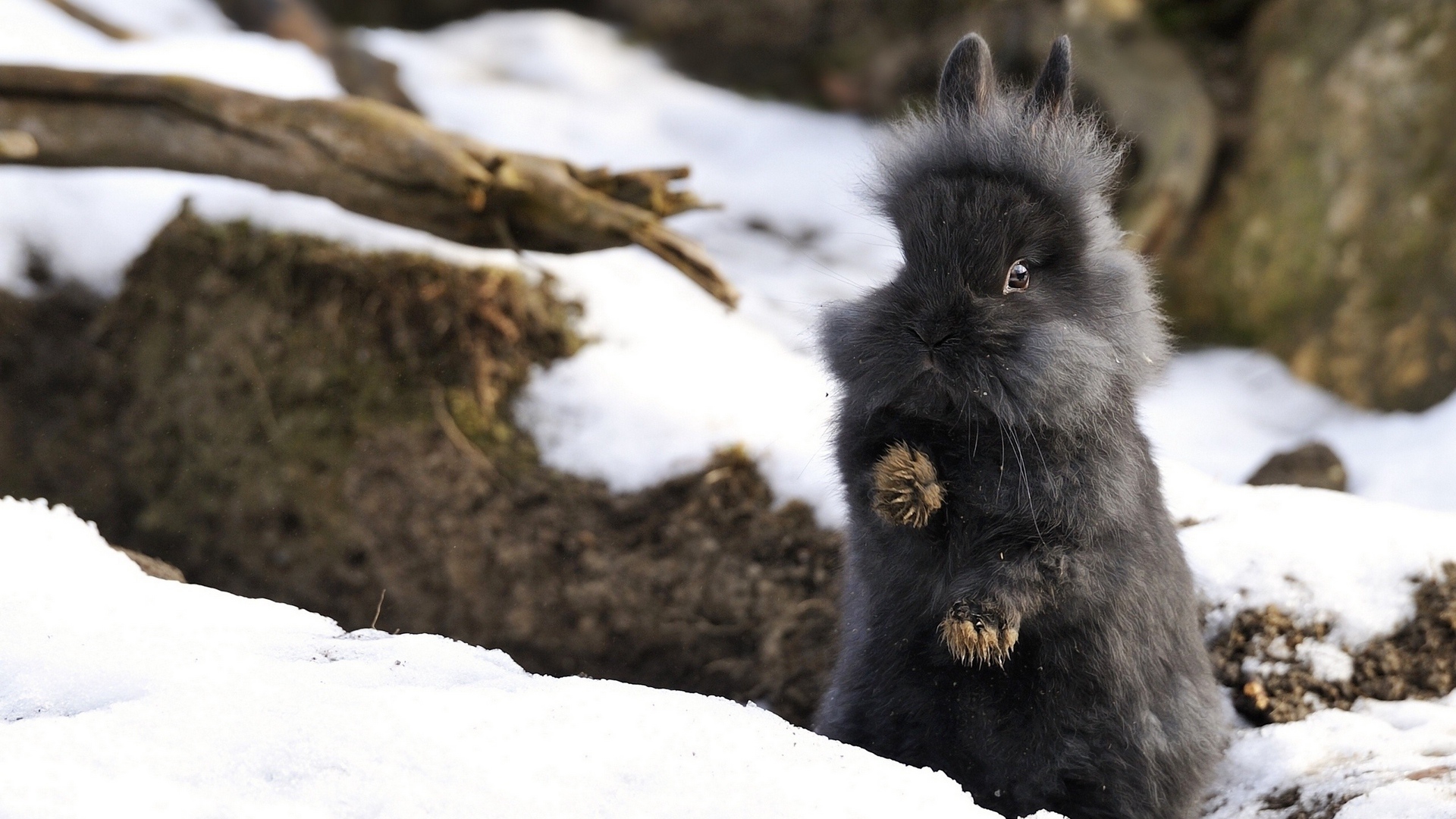 Wallpaper Rabbit, Fluffy, Forest, Fright, Snow - Snow Rabbit - HD Wallpaper 