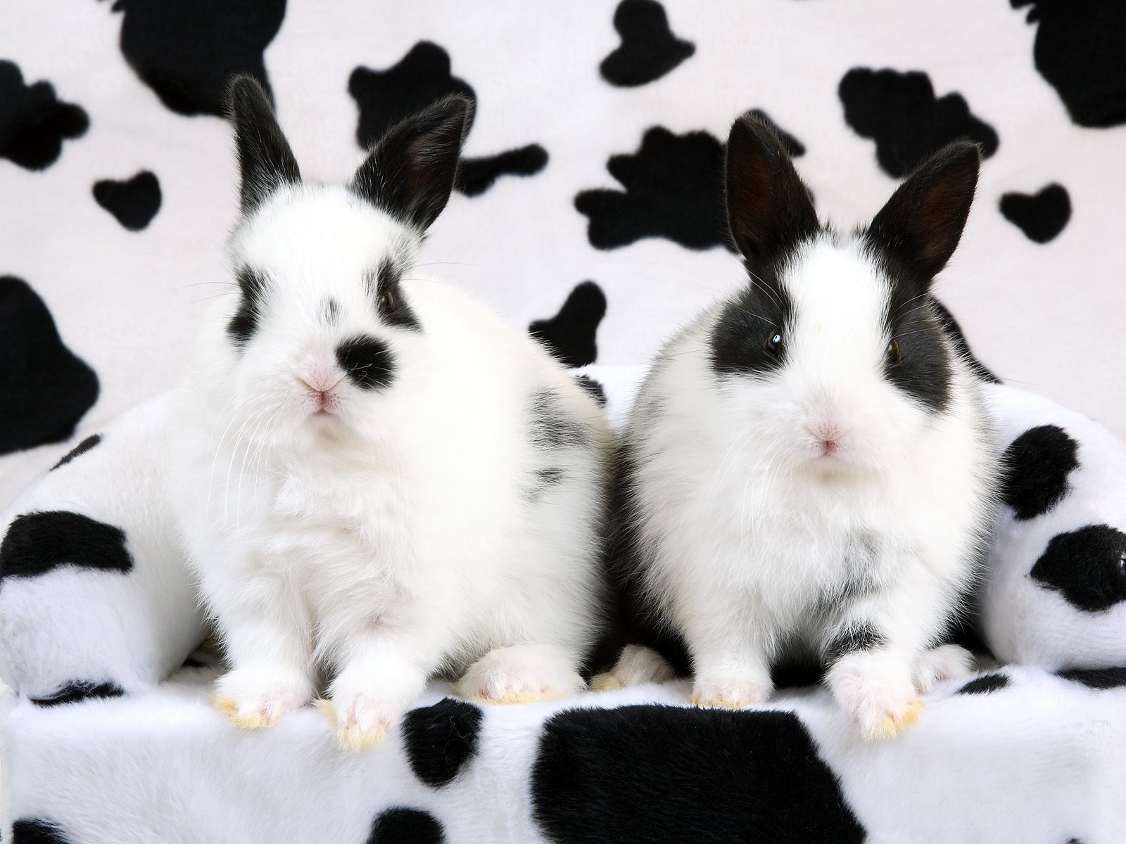 Spotted Rabbits - Bunny Cute Black And White - HD Wallpaper 