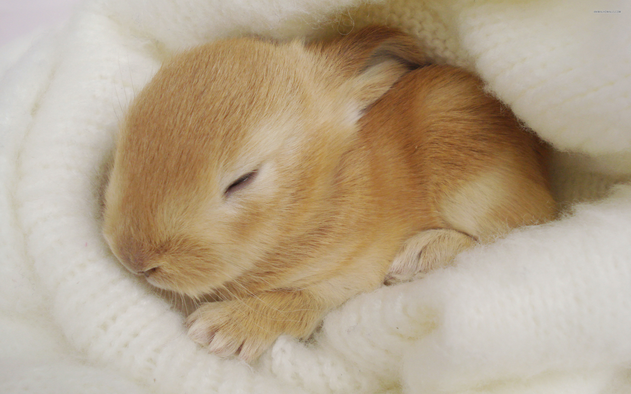 Adorable Hdq Backgrounds Of Rabbit, Px - HD Wallpaper 