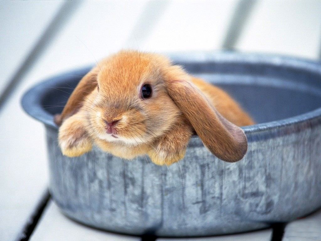 In Plate Cute Rabbit Wallpaper In Plate Cute Rabbit - Rabbits Are Better Than Dogs - HD Wallpaper 
