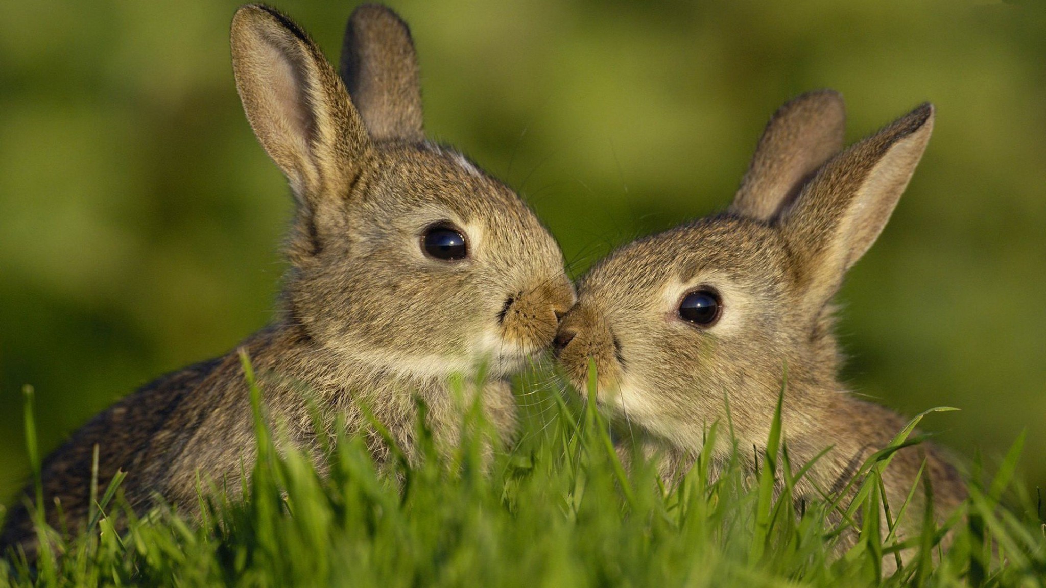 2 Rabbits In Love - HD Wallpaper 