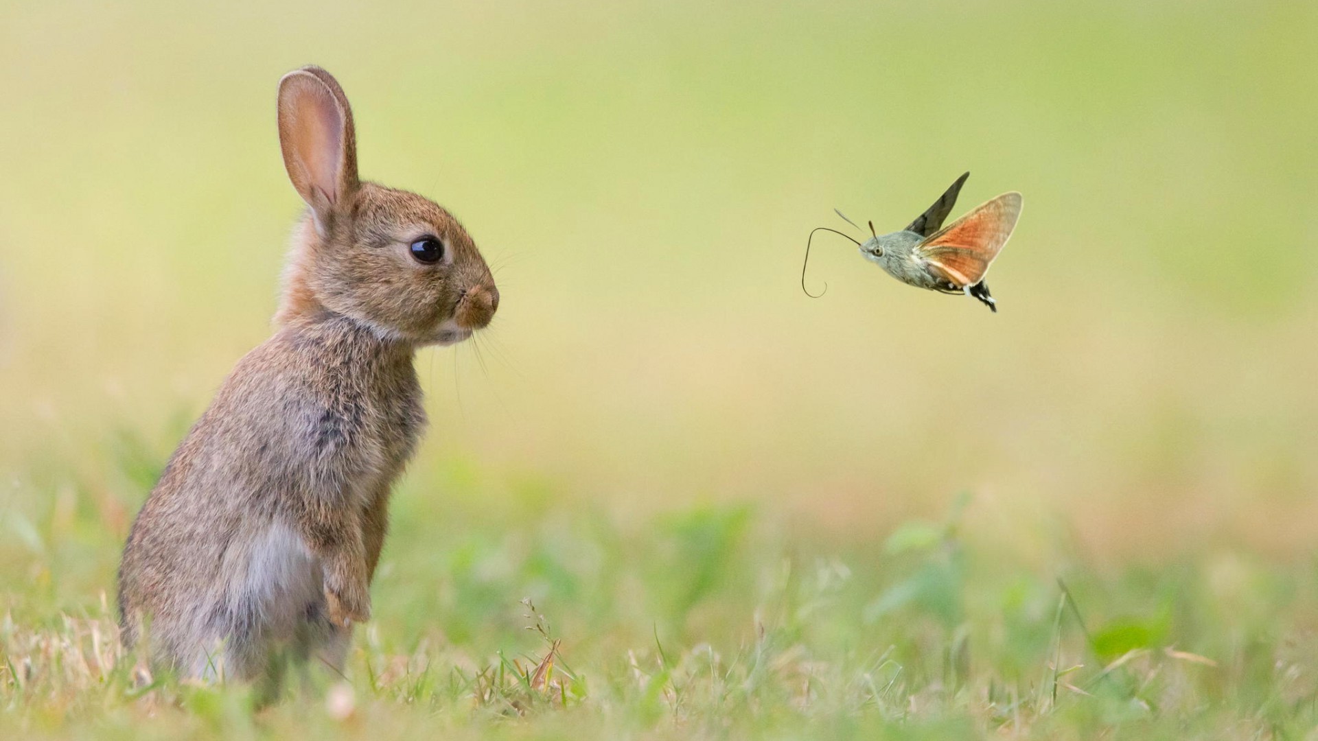 Nature, Animals, Rabbits Wallpapers Hd / Desktop And - Nature Images With Animals - HD Wallpaper 