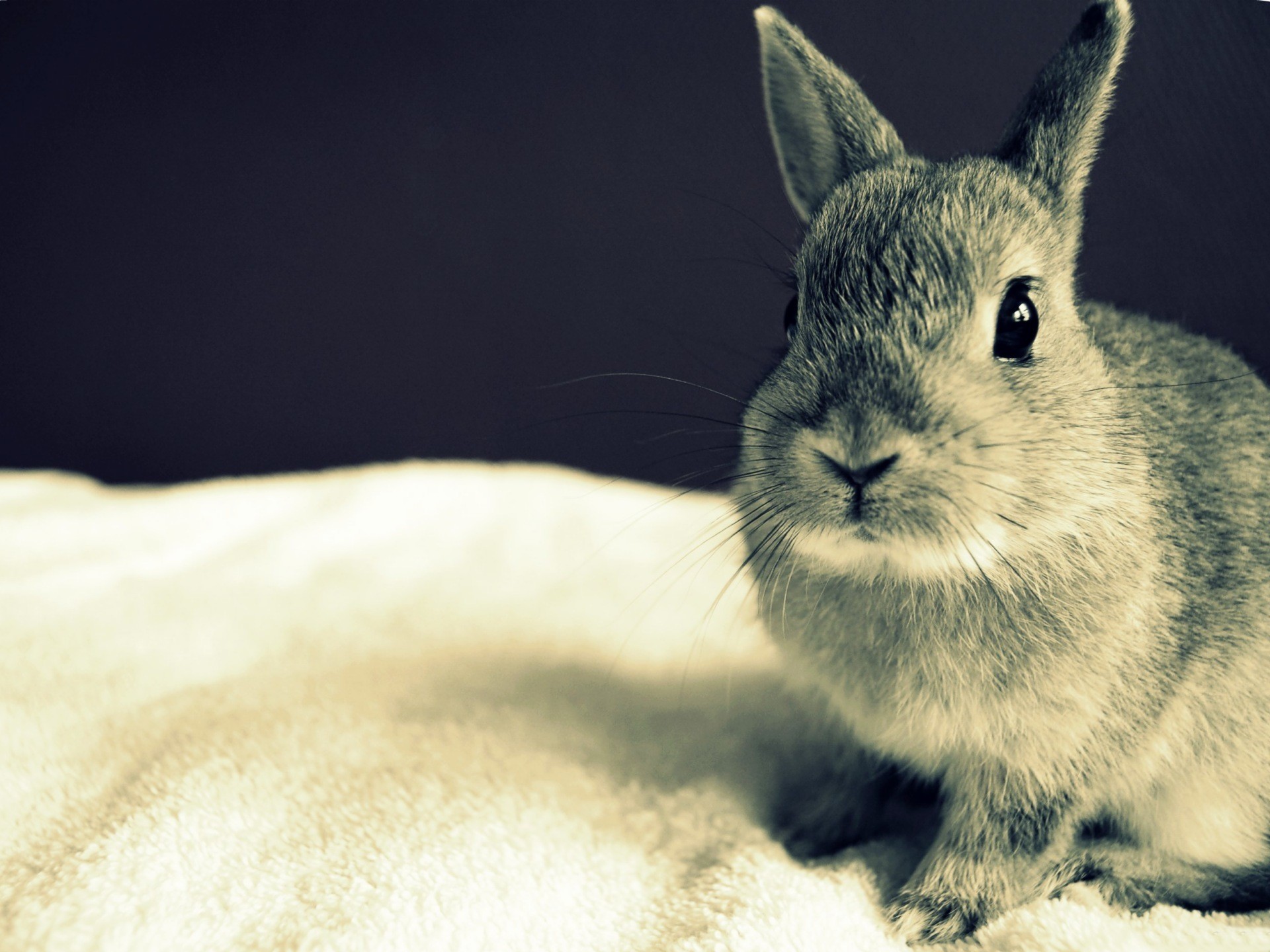 Rabbit Wallpaper Hd - 1920x1440 Wallpaper - teahub.io