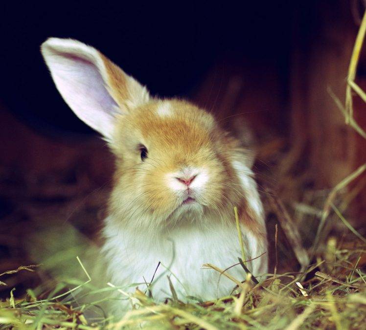 Domestic Rabbit - HD Wallpaper 