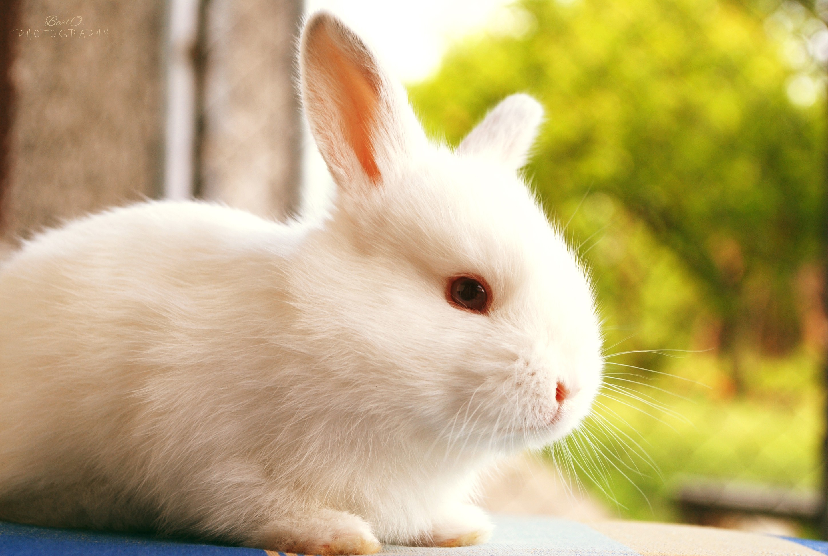 Beautiful Rabbit Image Hd - HD Wallpaper 