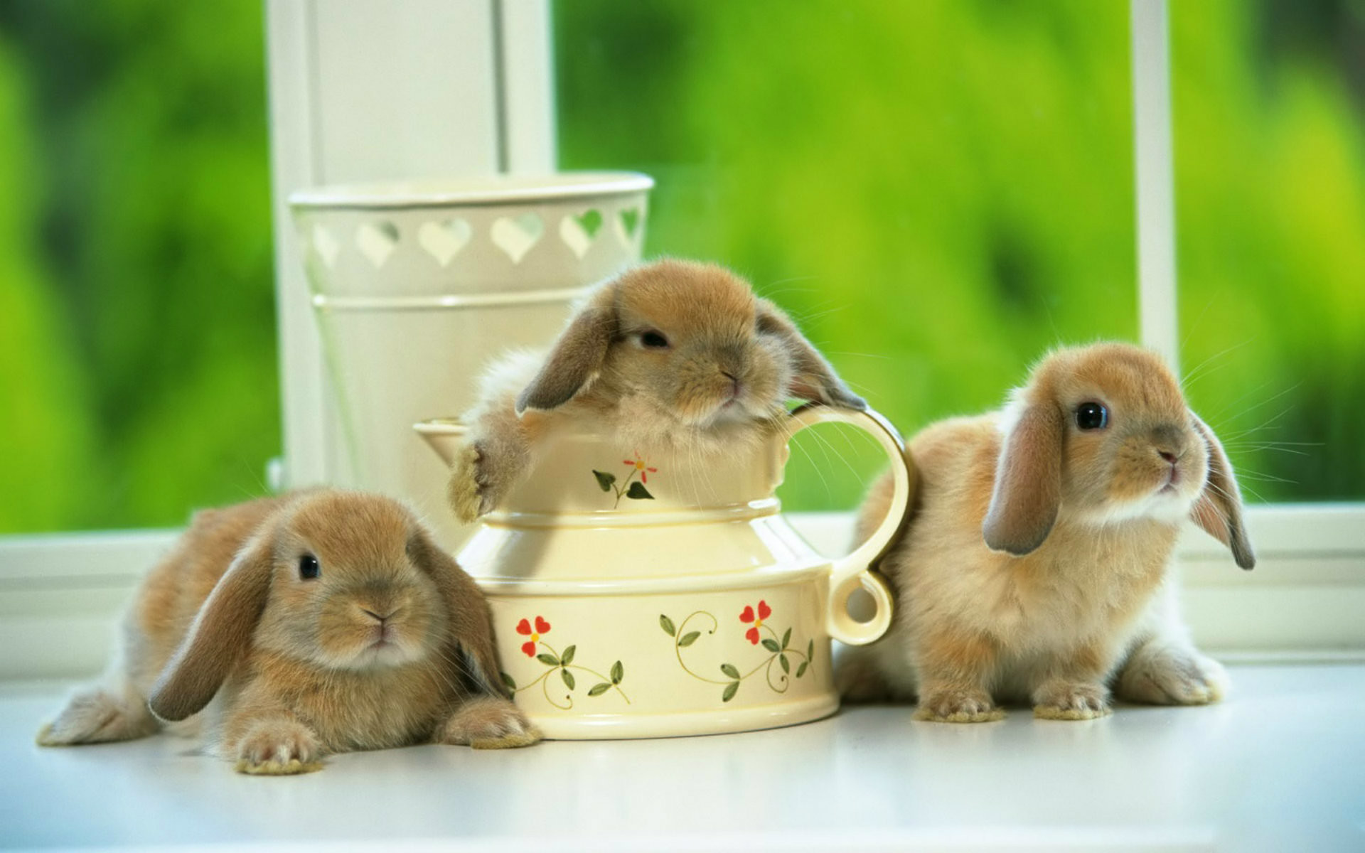 Cute Rabbit Wallpapers Rabbit Desktop Wallpapers 1080p - Rabbit Wallpapers 3d - HD Wallpaper 