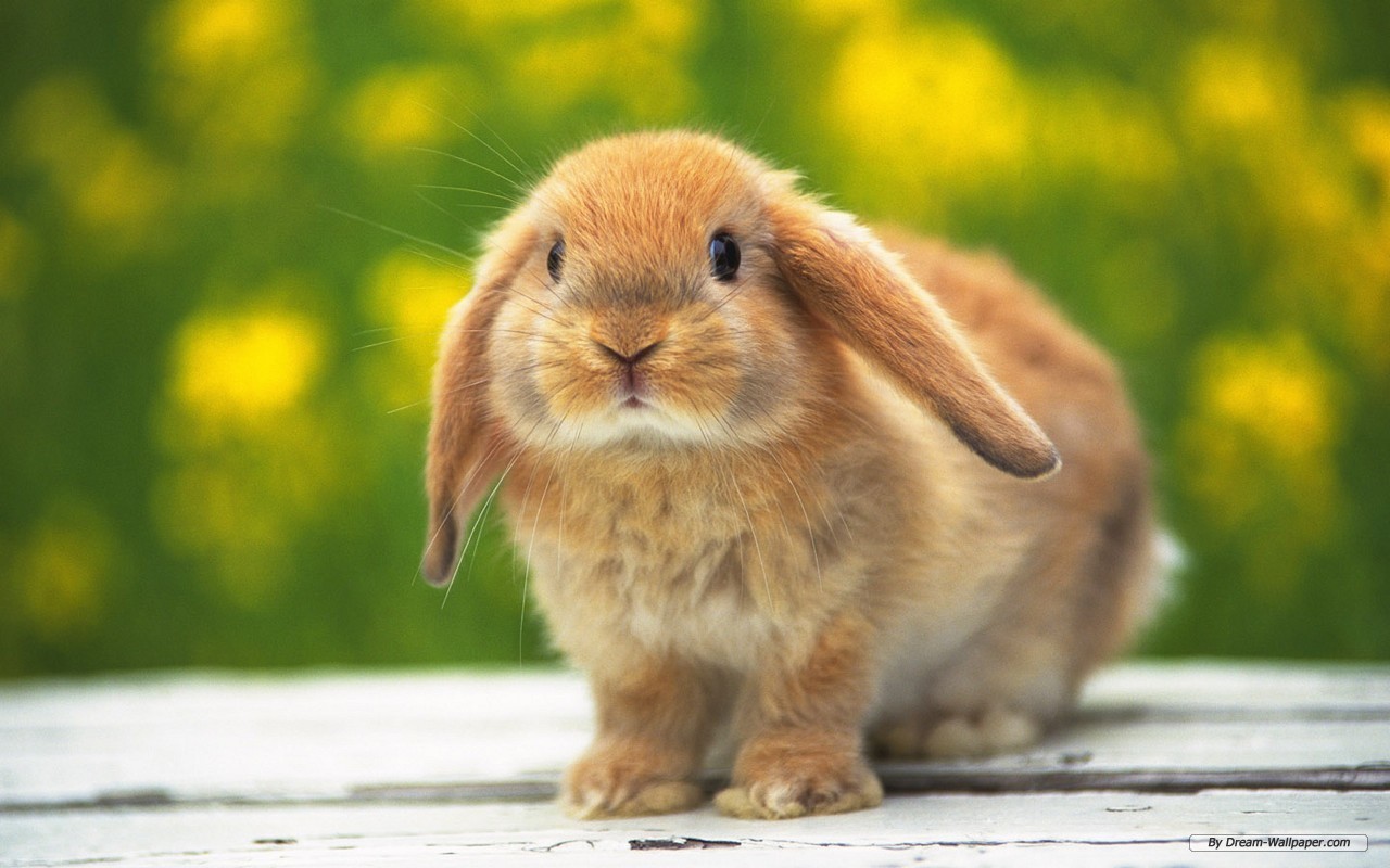 Hd Bunny Wallpaper 1280x800, - Cute Bunny - HD Wallpaper 